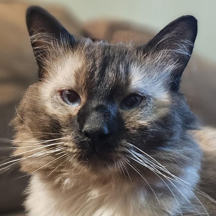 Hana, Adult Male unknown