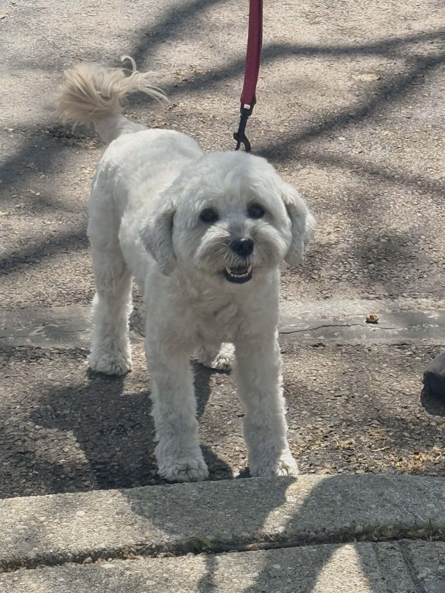 Molly, ADOPTABLE, Adult Female Tibetan Terrier.