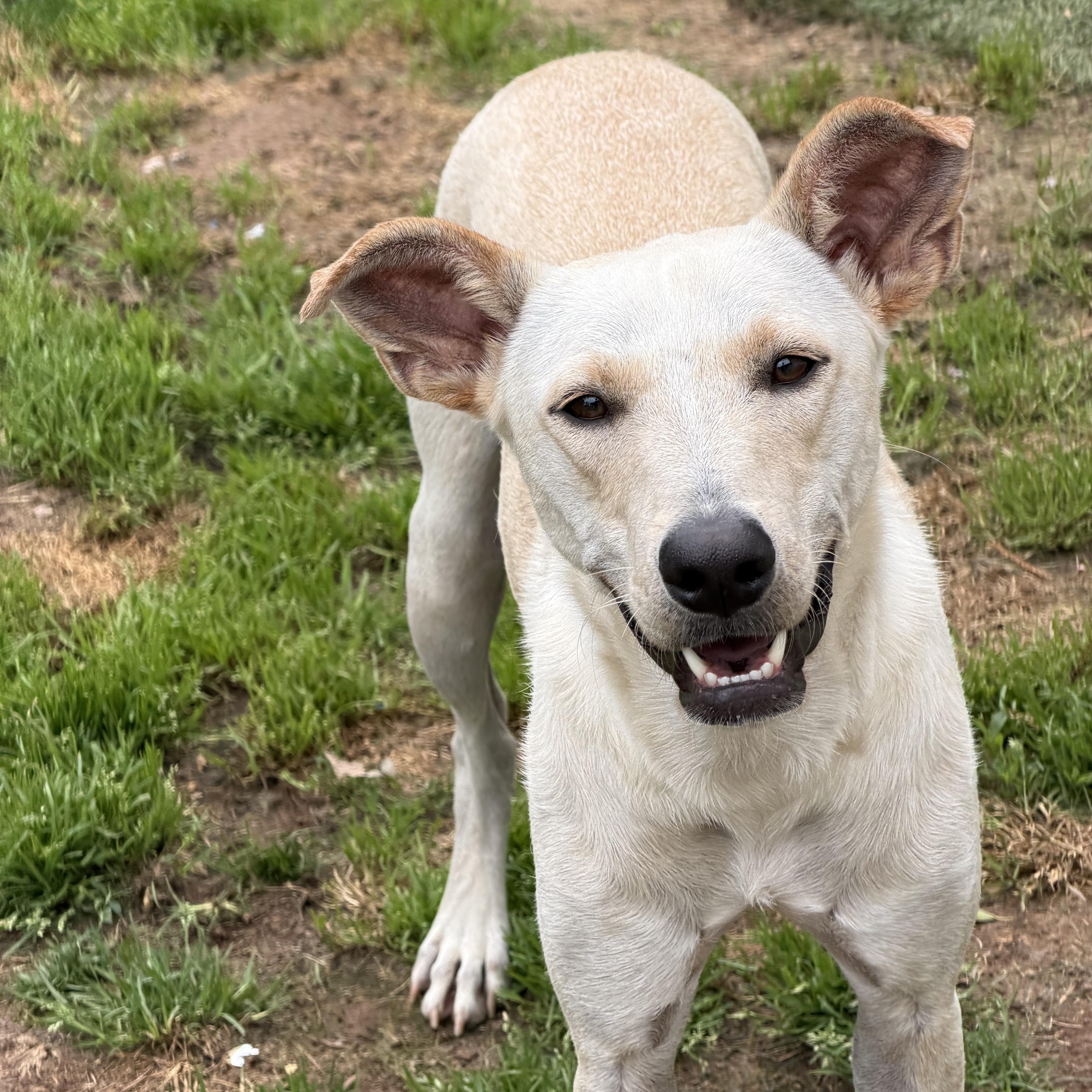 Quintin , ADOPTABLE, Young Male American Foxhound.