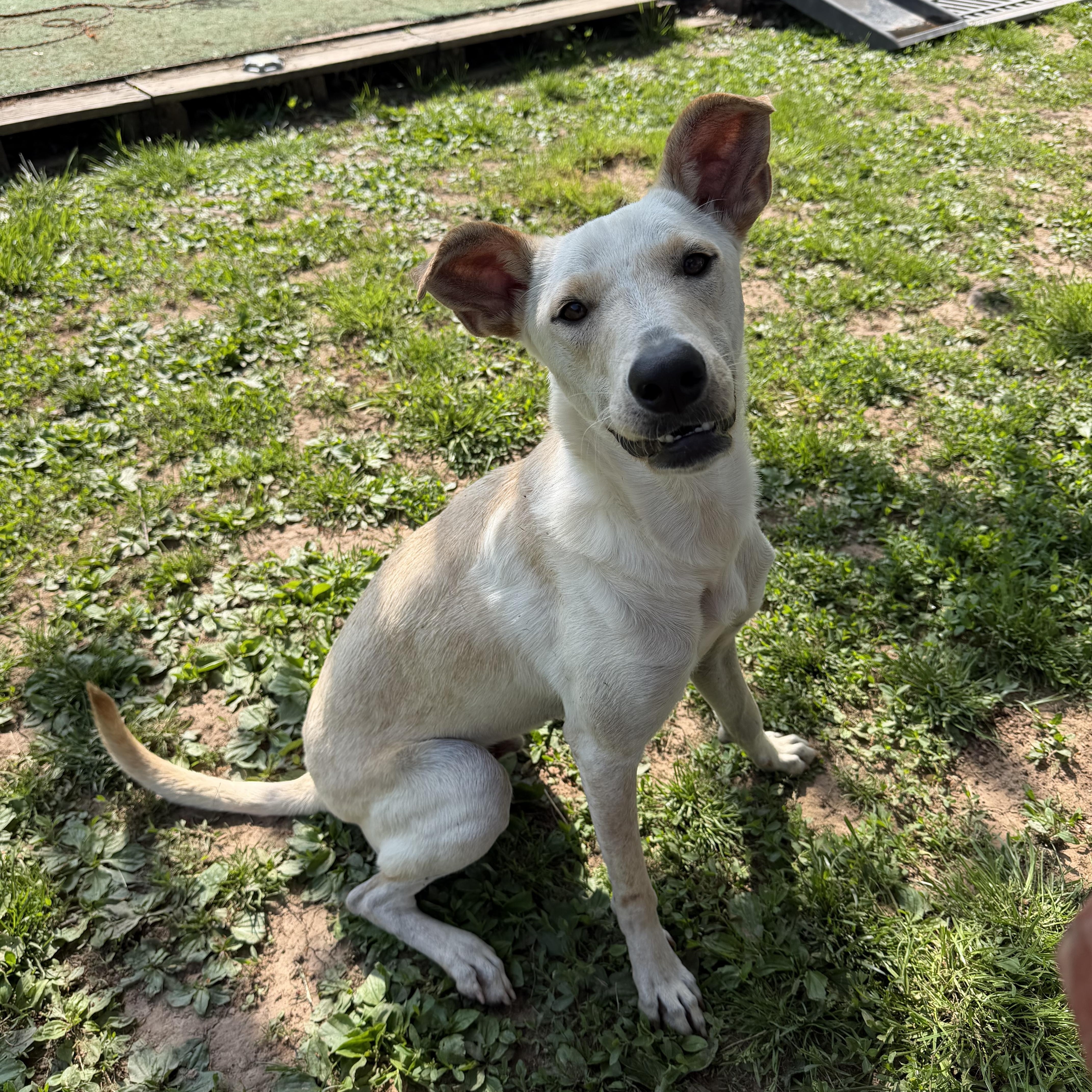 Enlarge Quintin , a ADOPTABLE American Foxhound in Spring City, PA image 3/6