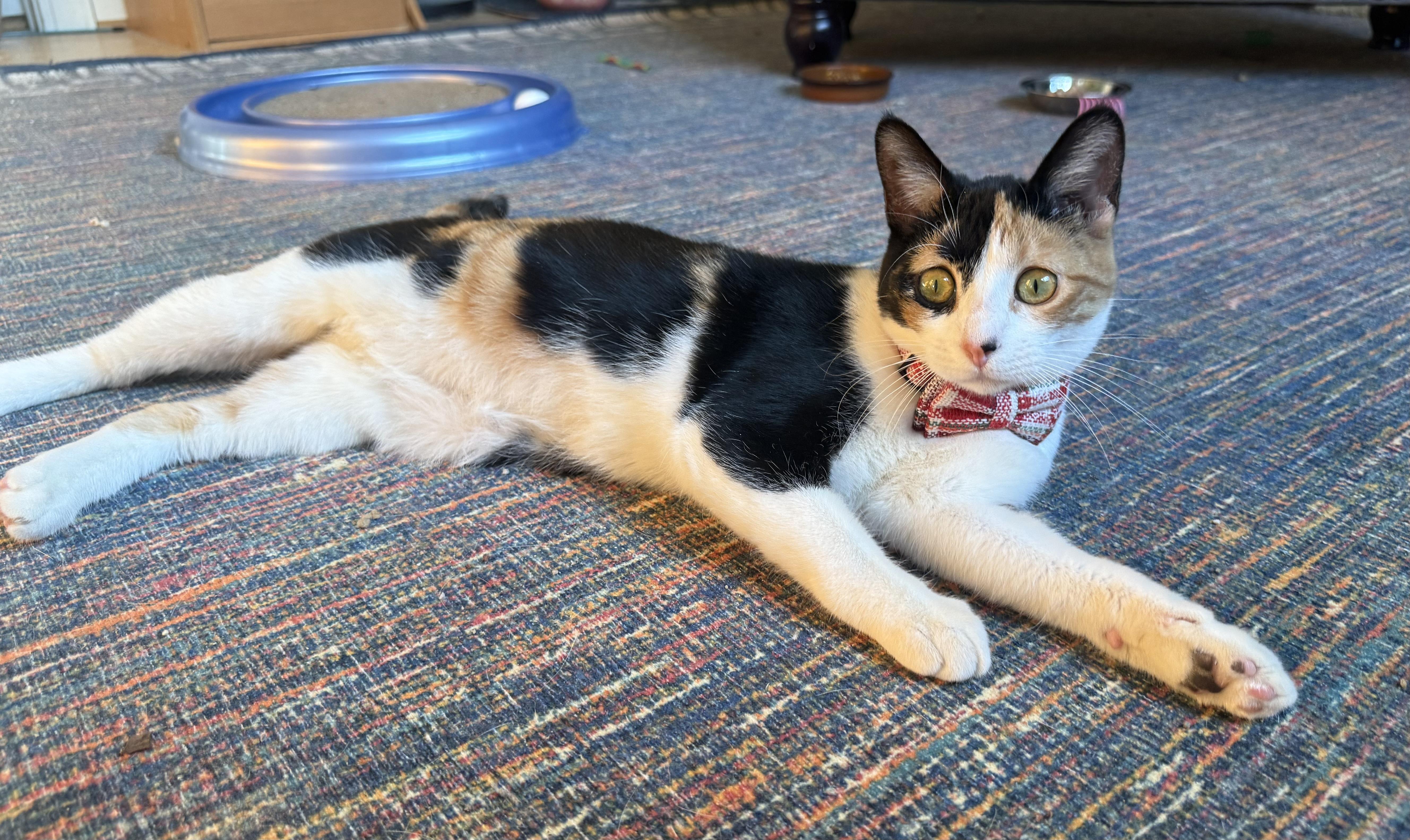 Darling Dolly - Dog Friendly, an adopted Calico in Woodbridge, VA image 1/6