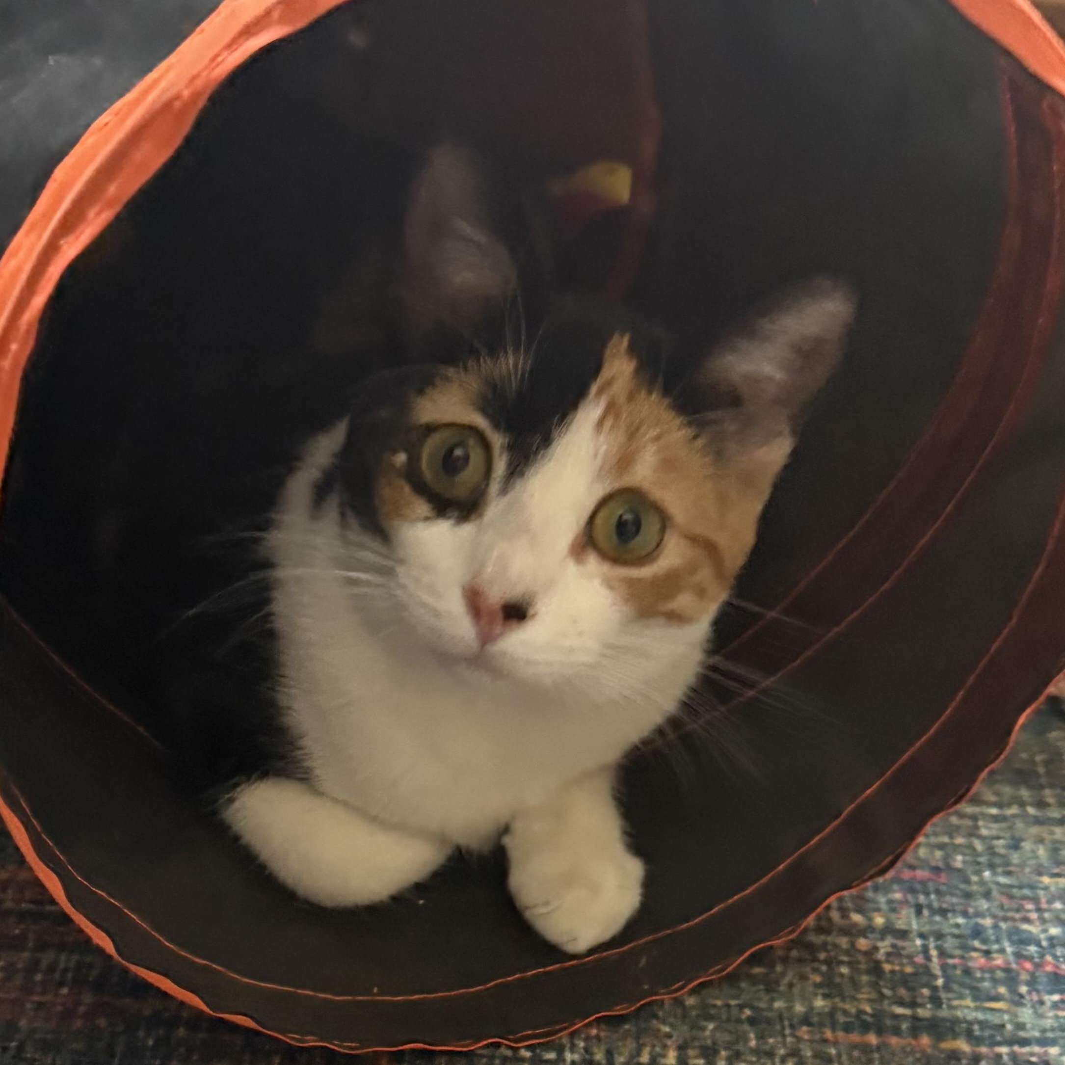 Darling Dolly - Dog Friendly, an adopted Calico in Woodbridge, VA image 3/6