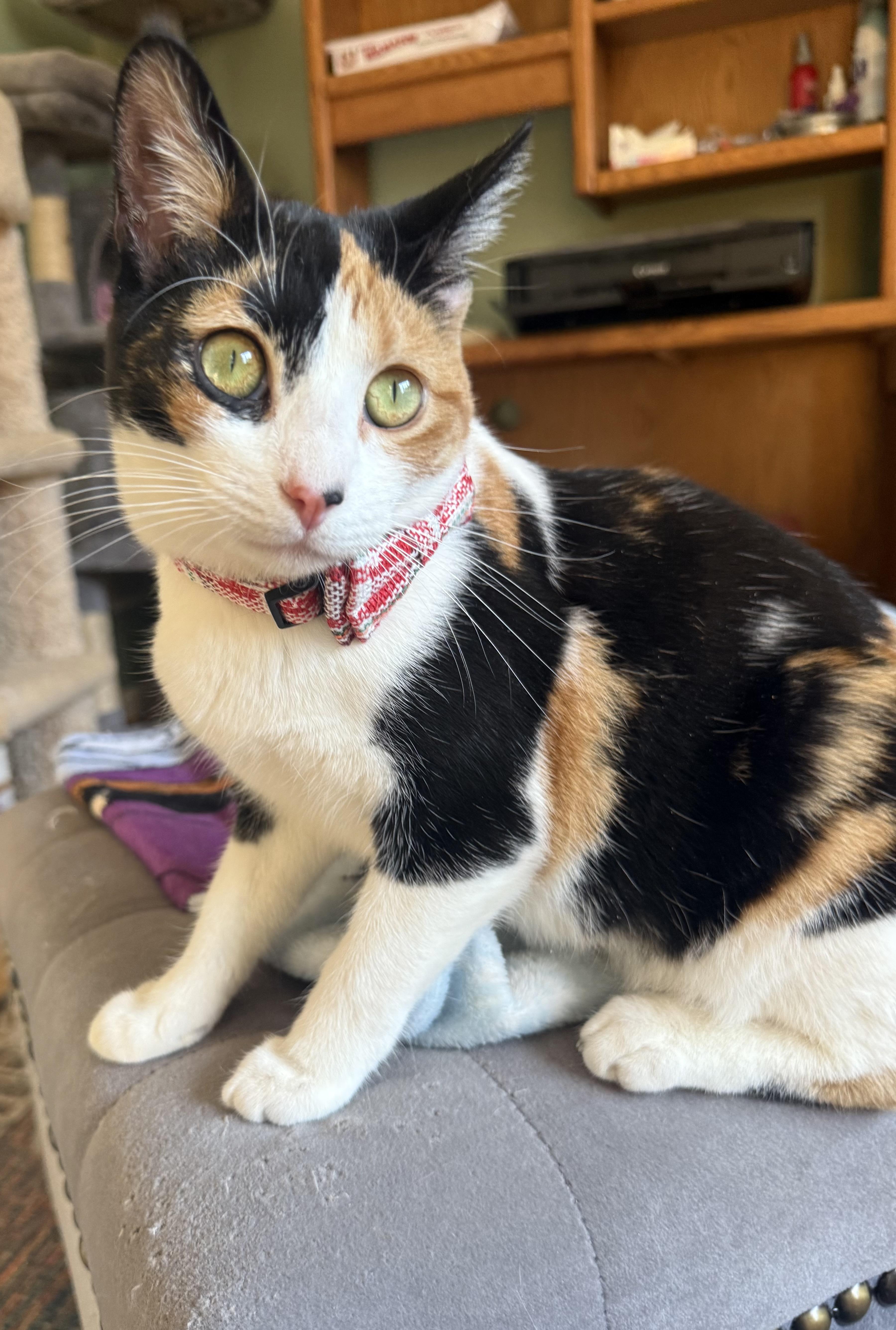 Darling Dolly - Dog Friendly, an adopted Calico in Woodbridge, VA image 4/6