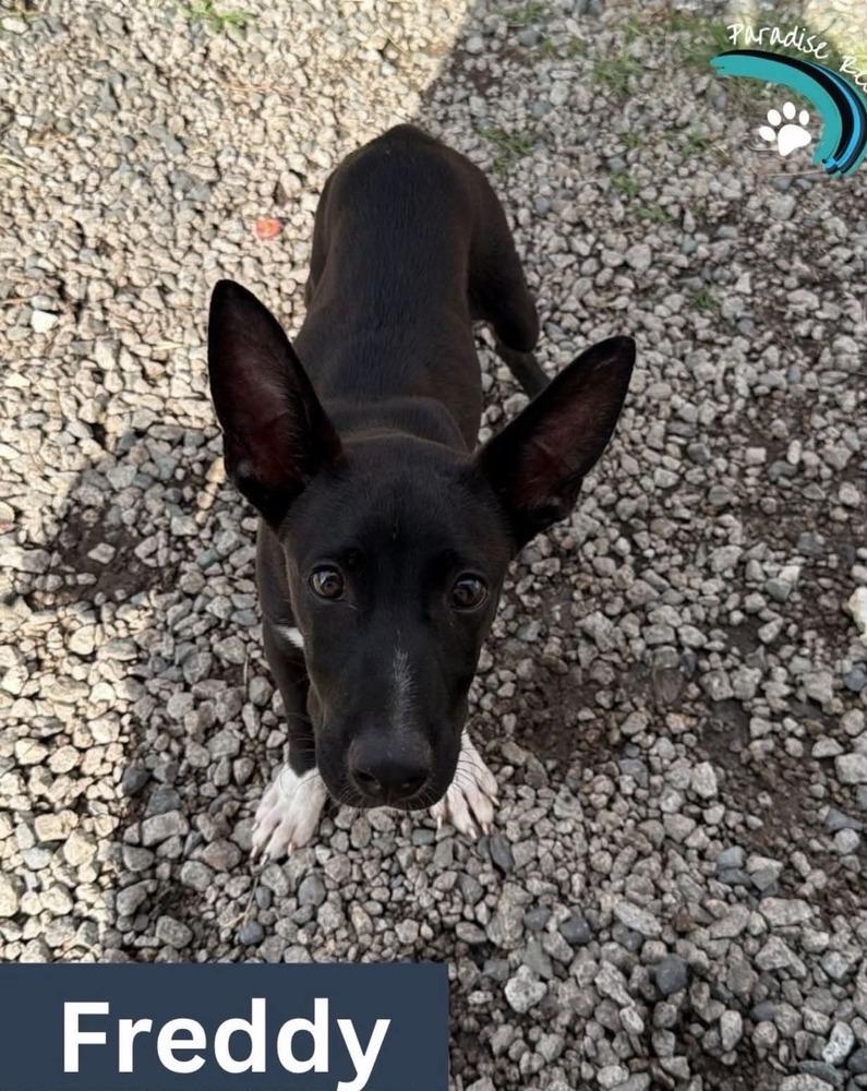 Freddy, Adoptable, Puppy Male Labrador Retriever & Chihuahua.