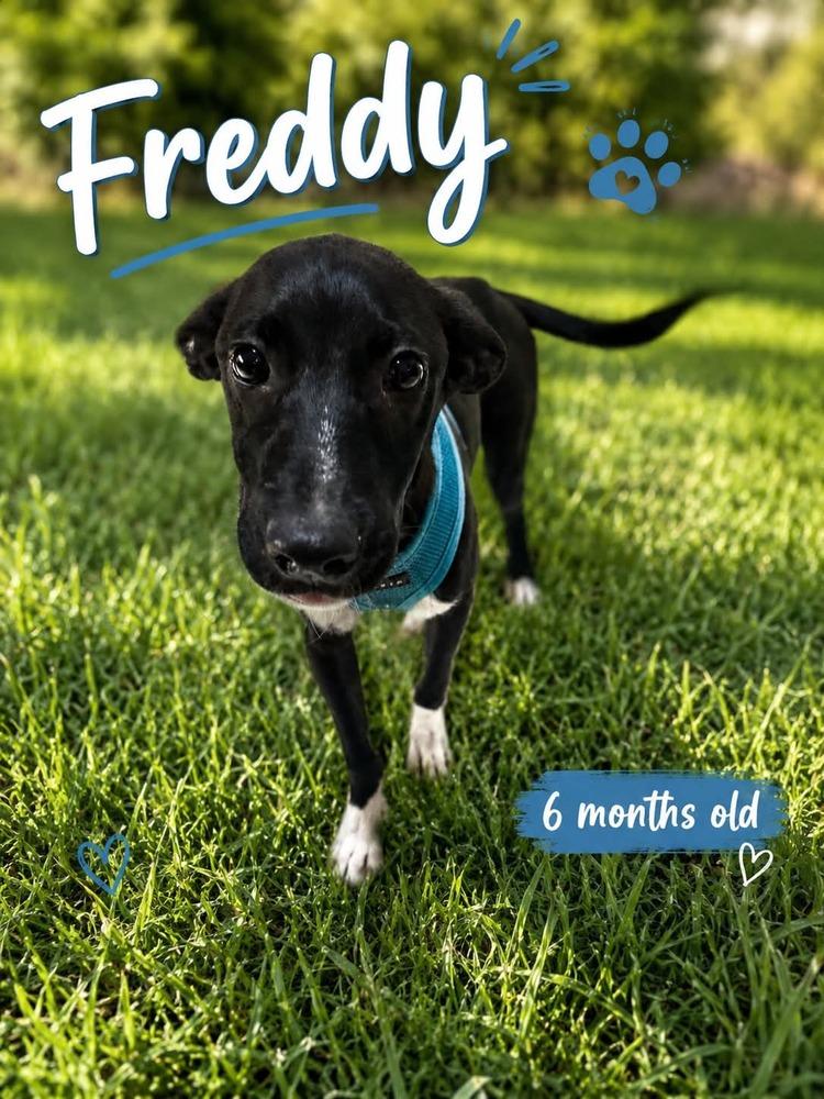 Freddy, a Adoptable mixed breed in Deltona, FL image 2/2