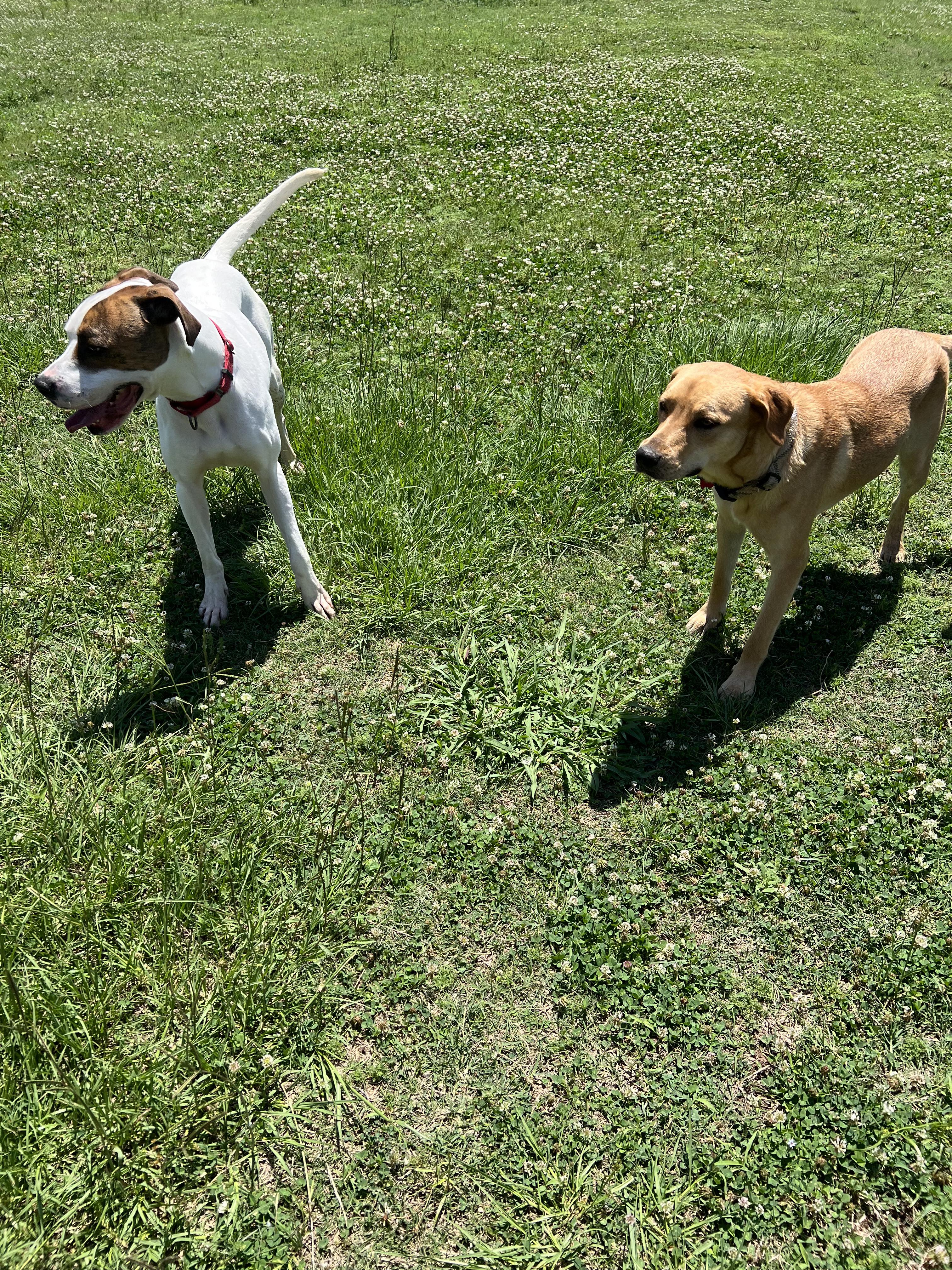Koda (friendly, great with kids, house trained, gentle, playful), a Adoptable mixed breed in Clive, IA image 3/6
