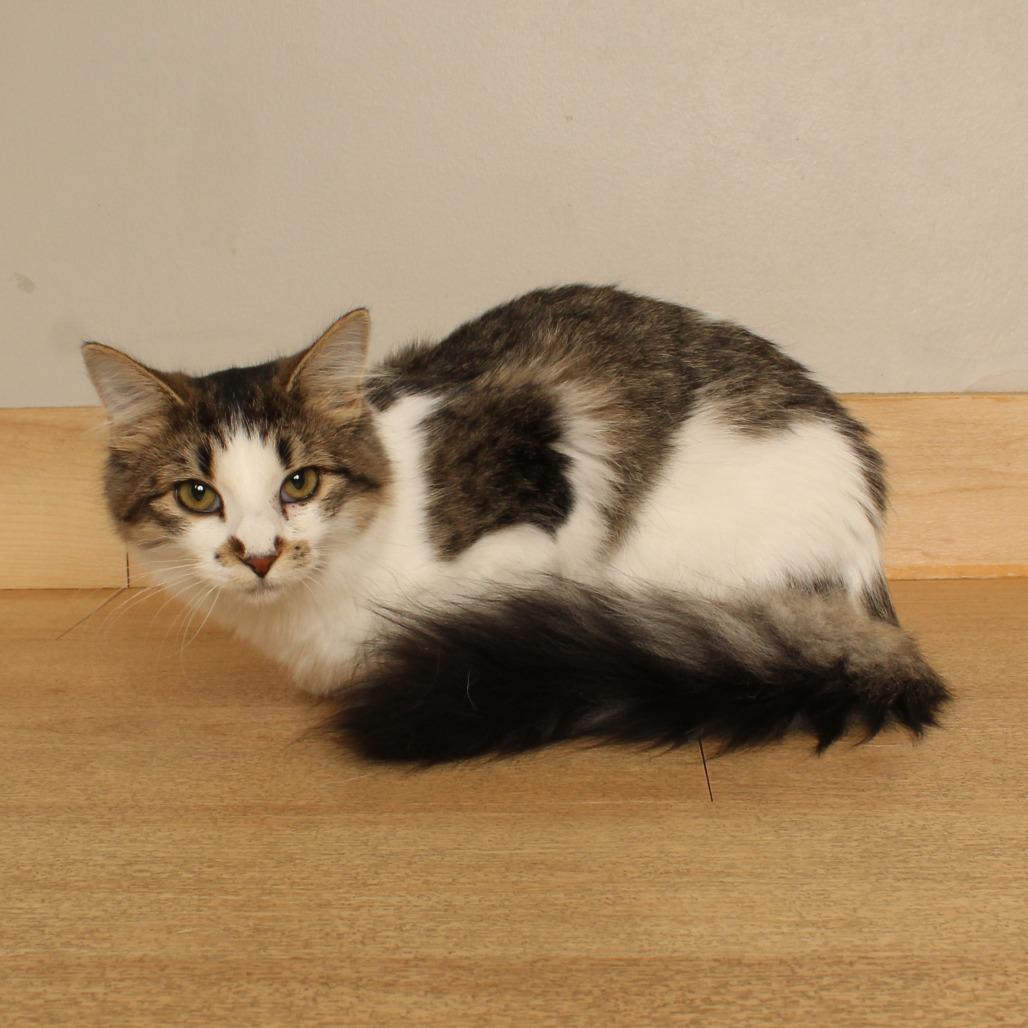 Jasmine C71132 photo
