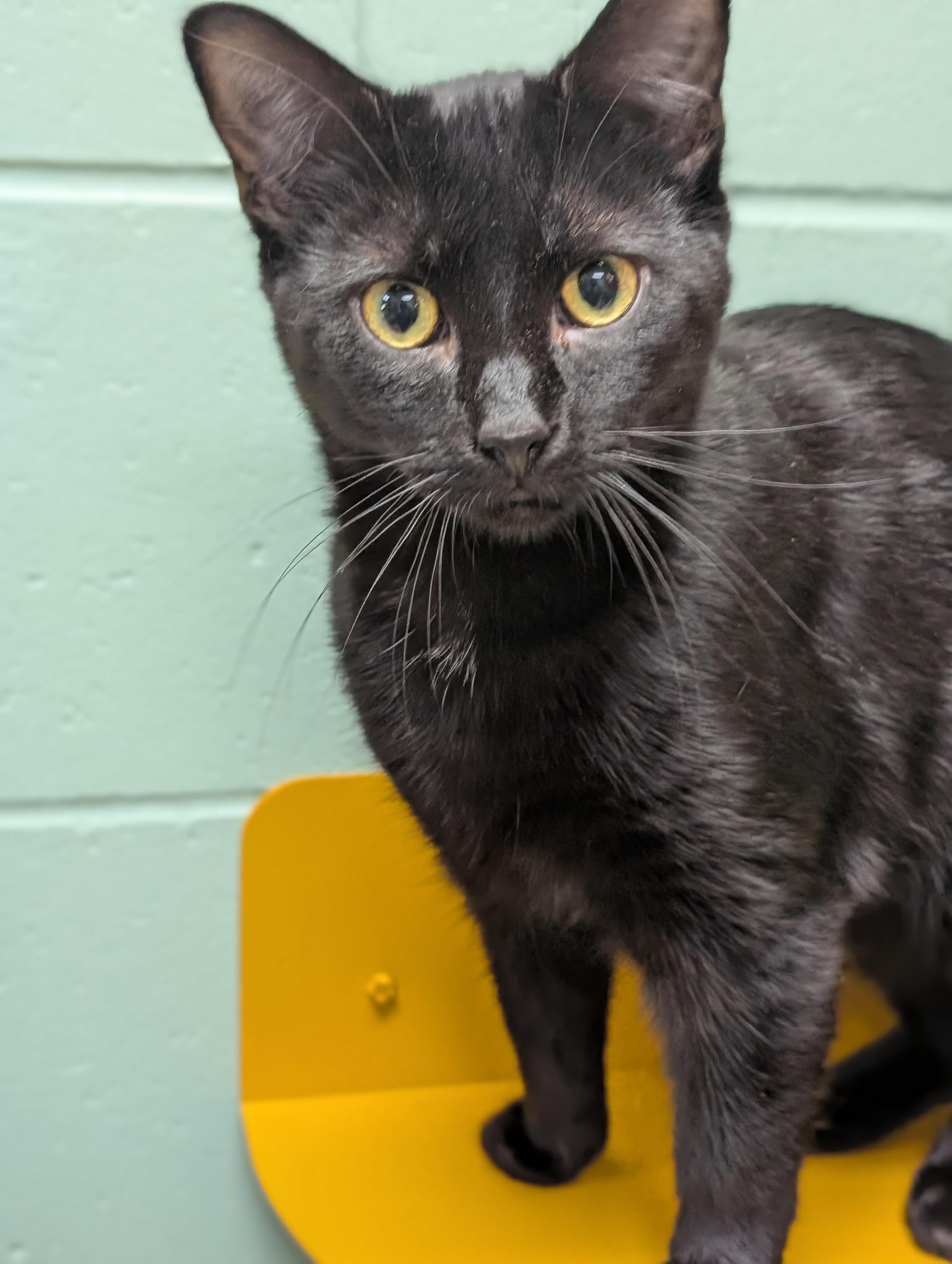 Enlarge Expo - Name Your Own Adoption Fee!, a ADOPTABLE Domestic Short Hair in Jefferson, WI image 2/3