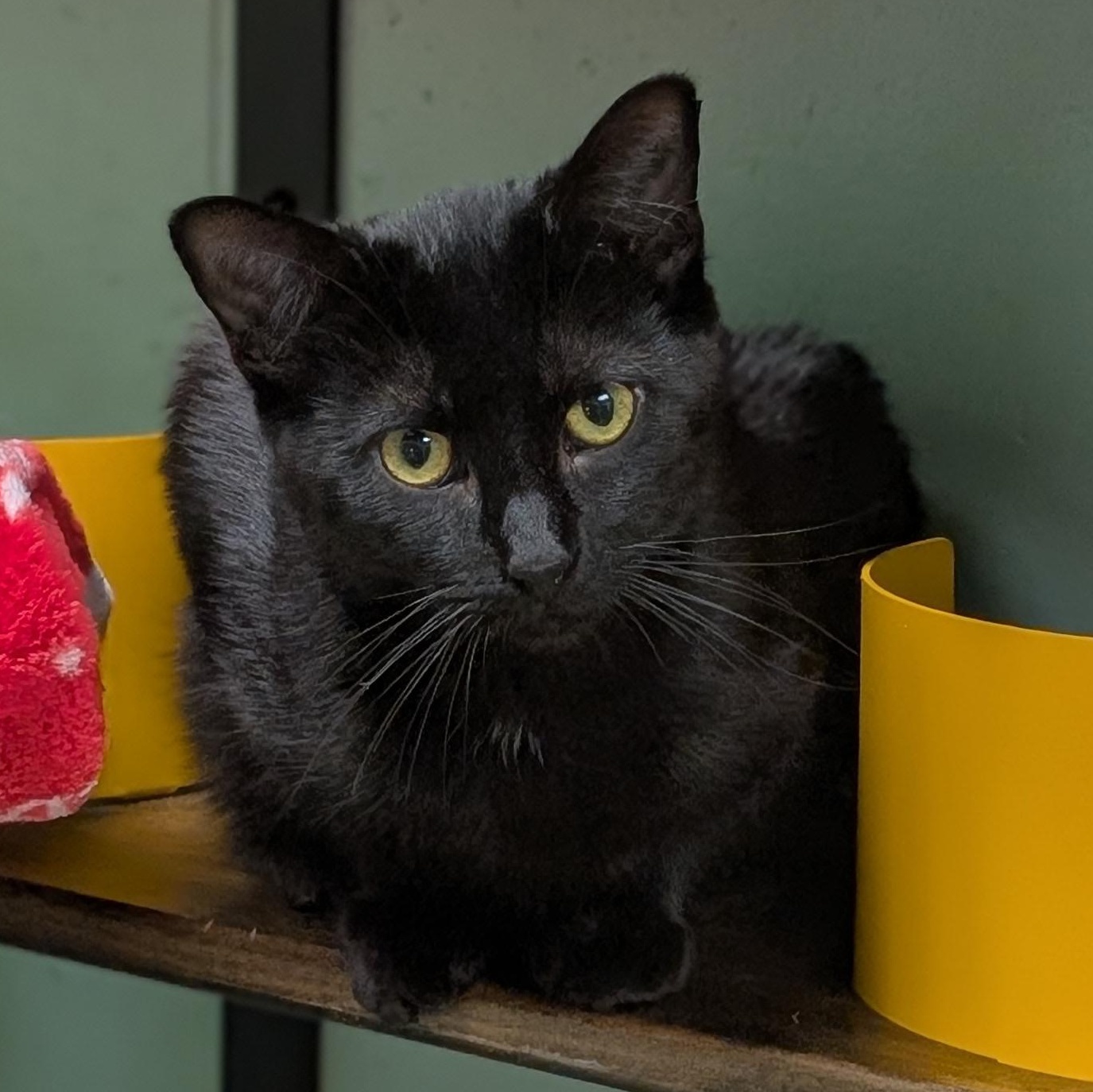 Enlarge Expo - Name Your Own Adoption Fee!, a ADOPTABLE Domestic Short Hair in Jefferson, WI image 3/3