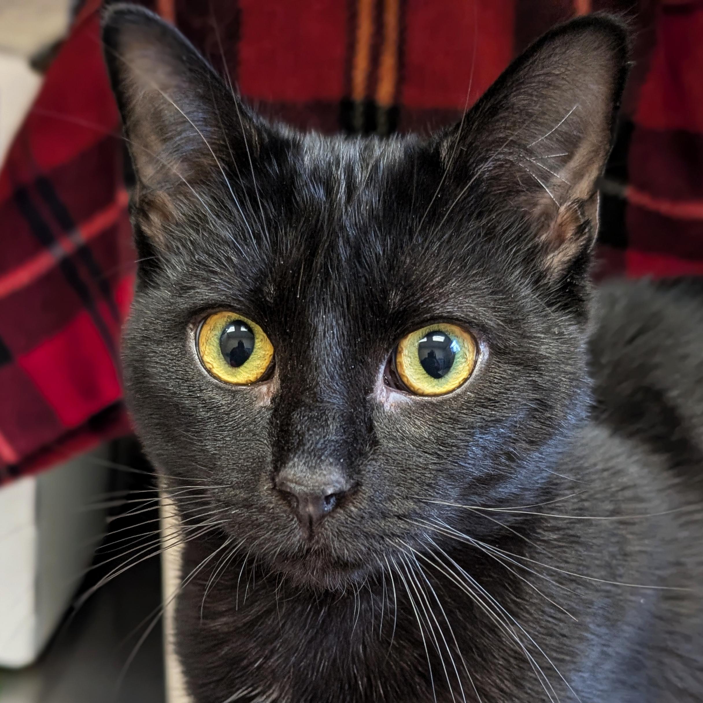 Enlarge Expo - Name Your Own Adoption Fee!, a ADOPTABLE Domestic Short Hair in Jefferson, WI image 1/3