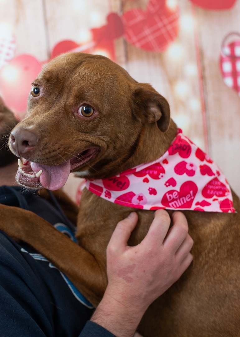 LEGO, a Adoptable mixed breed in Lancaster, SC image 6/10