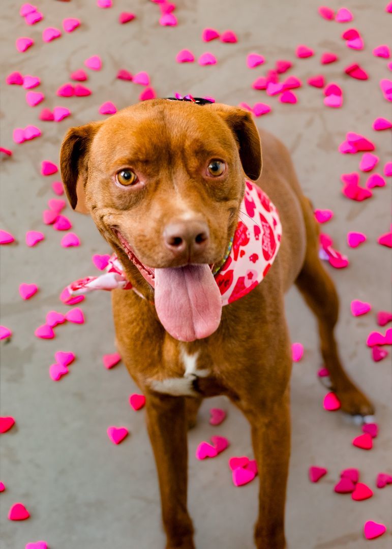 Enlarge LEGO, a Adoptable mixed breed in Lancaster, SC image 7/10