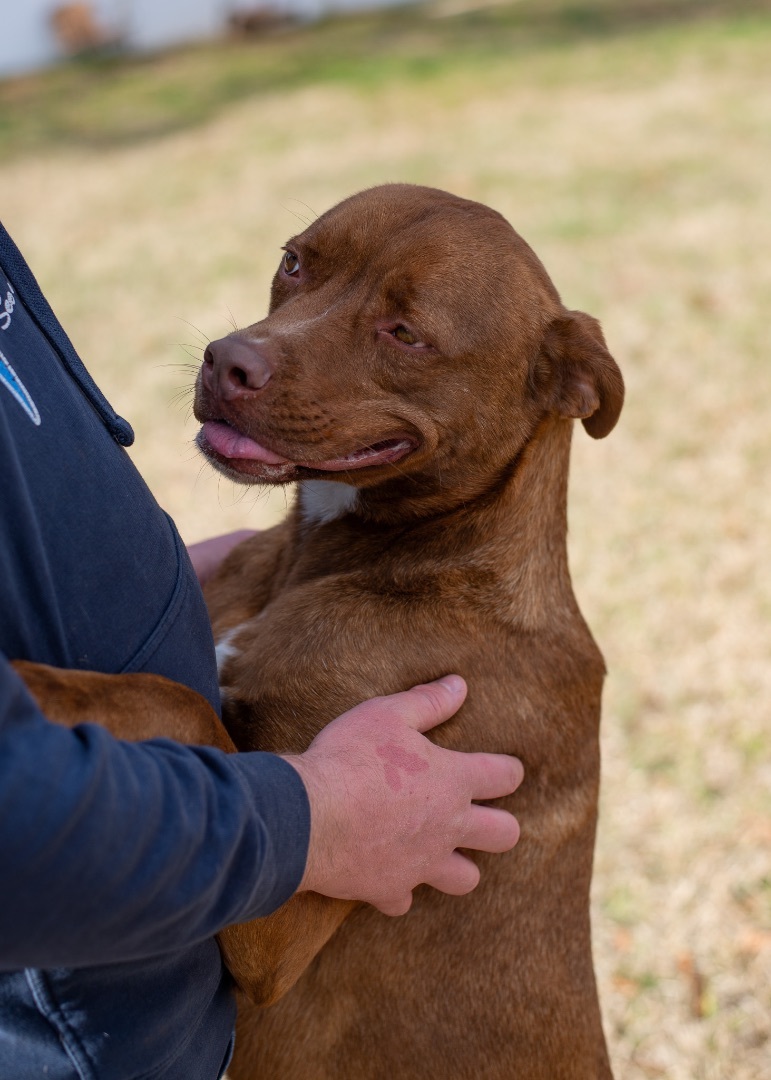 LEGO, a Adoptable mixed breed in Lancaster, SC image 1/10