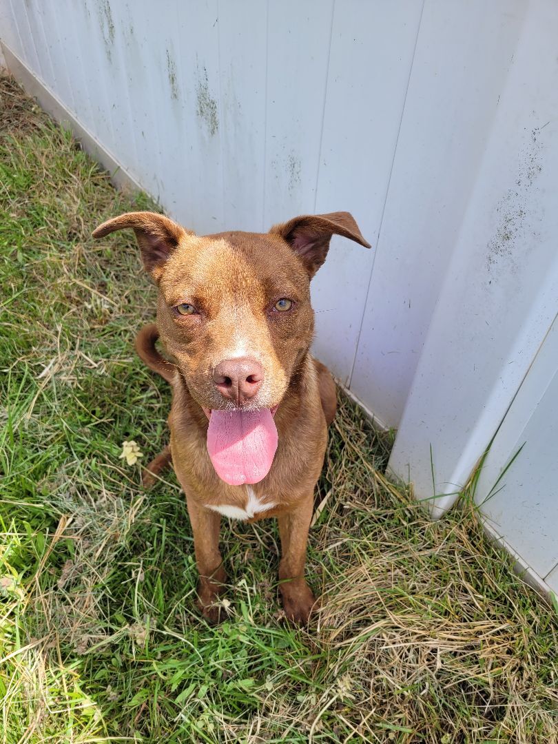 Enlarge LEGO, a Adoptable mixed breed in Lancaster, SC image 9/10