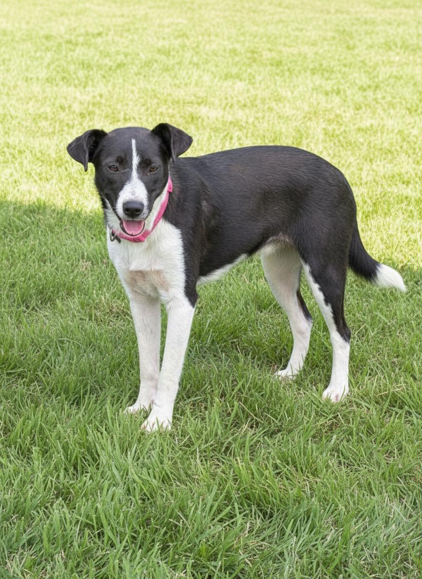Layla Belle, a ADOPTABLE mixed breed in Hillsdale, NY image 3/3
