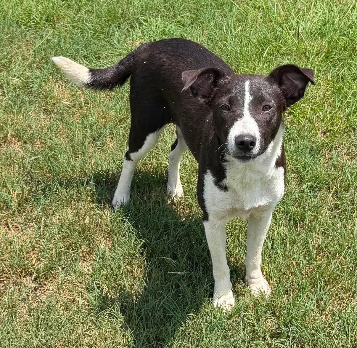 Layla Belle, ADOPTABLE, Young Female Feist.