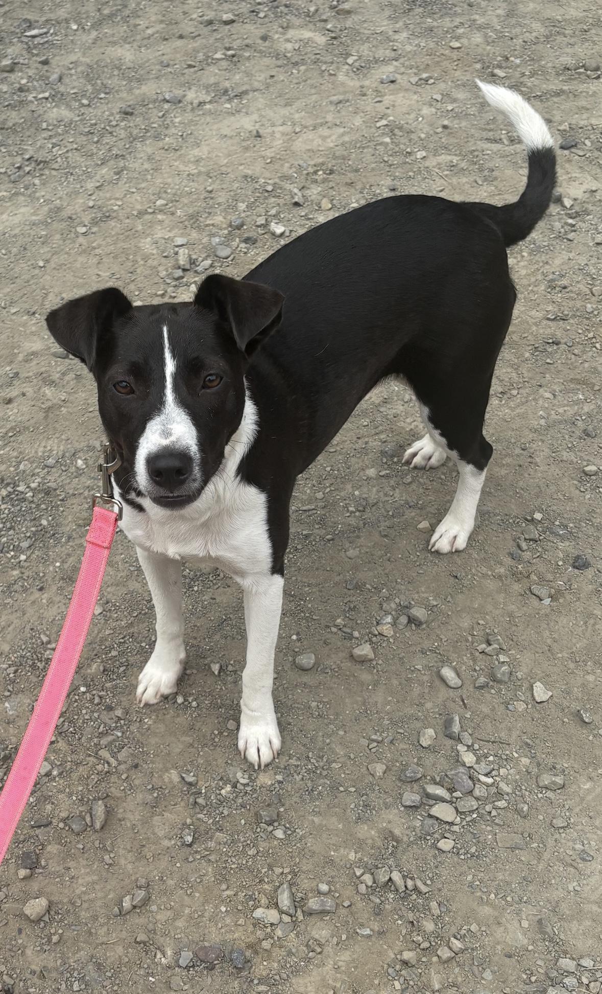 Enlarge Layla Belle, a ADOPTABLE mixed breed in Hillsdale, NY image 2/4