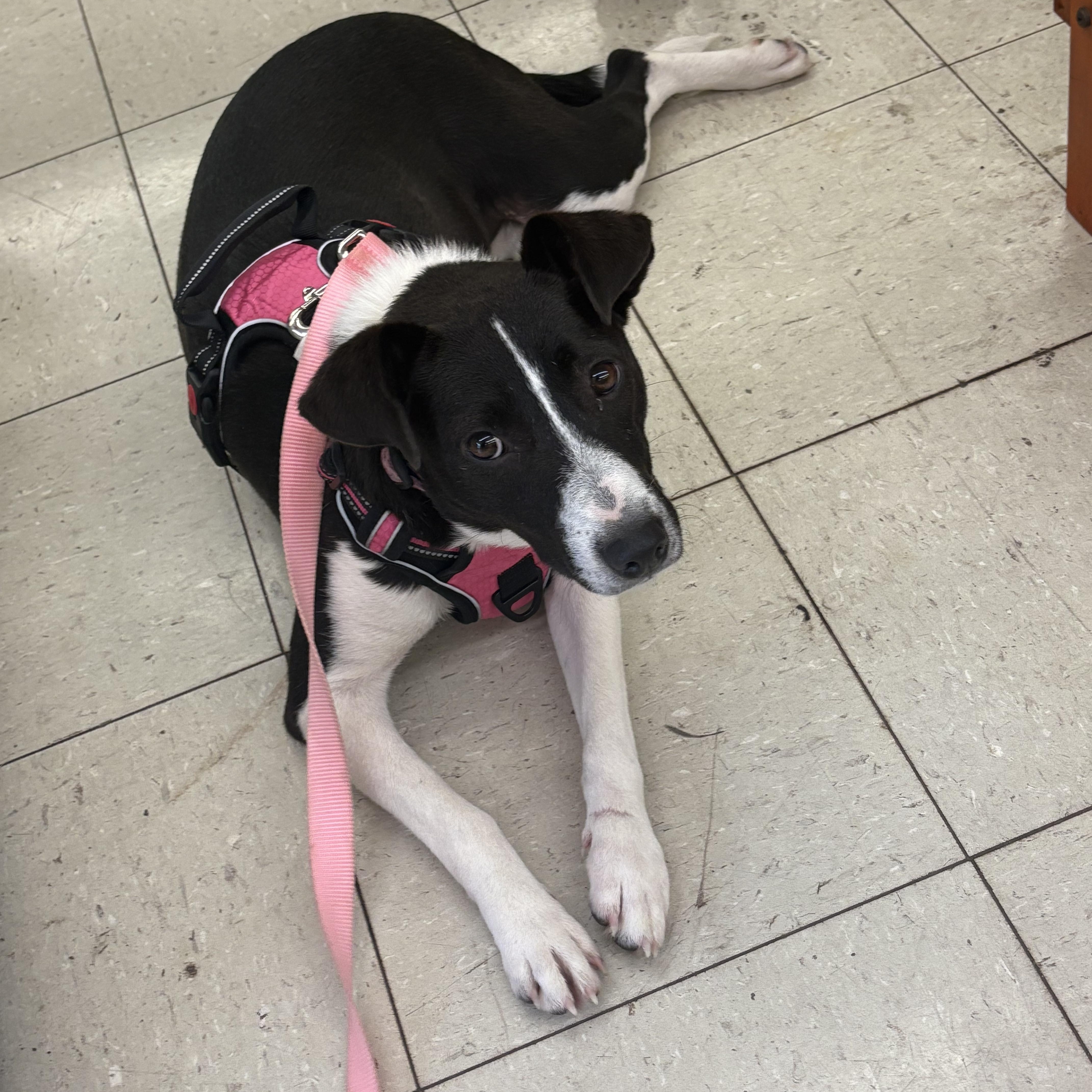 Layla Belle, a ADOPTABLE mixed breed in Hillsdale, NY image 6/6