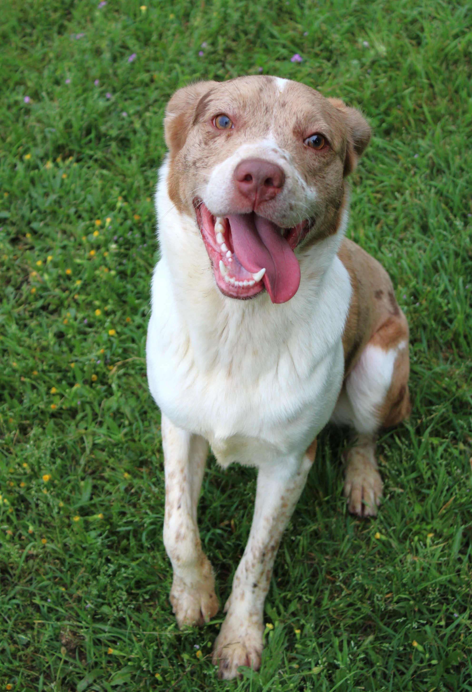 Red, Adult Male Australian Shepherd