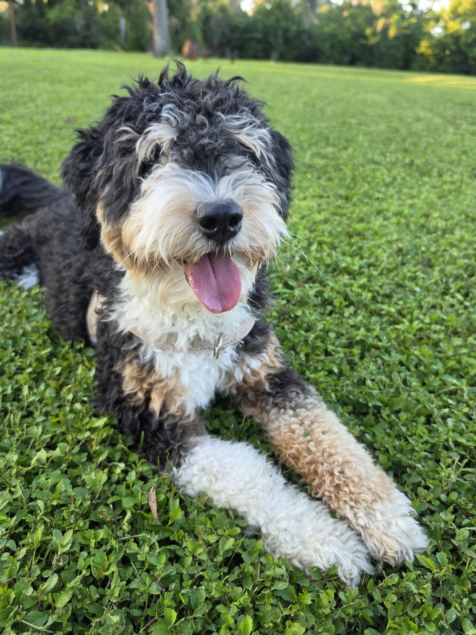 Bear, Adoptable, Adult Male Australian Shepherd & Poodle.