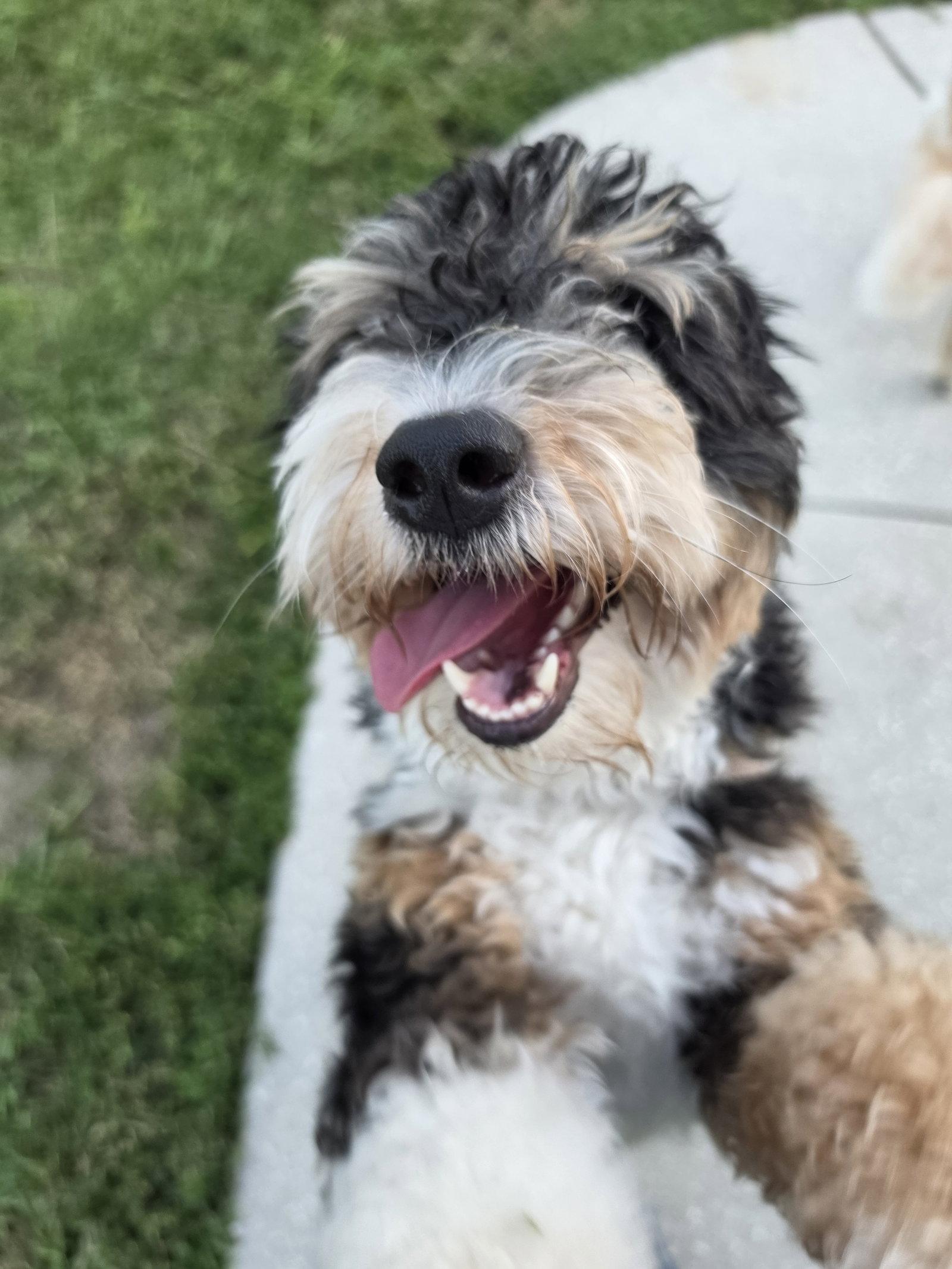 Enlarge Bear, a Adoptable mixed breed in Valrico, FL image 2/3