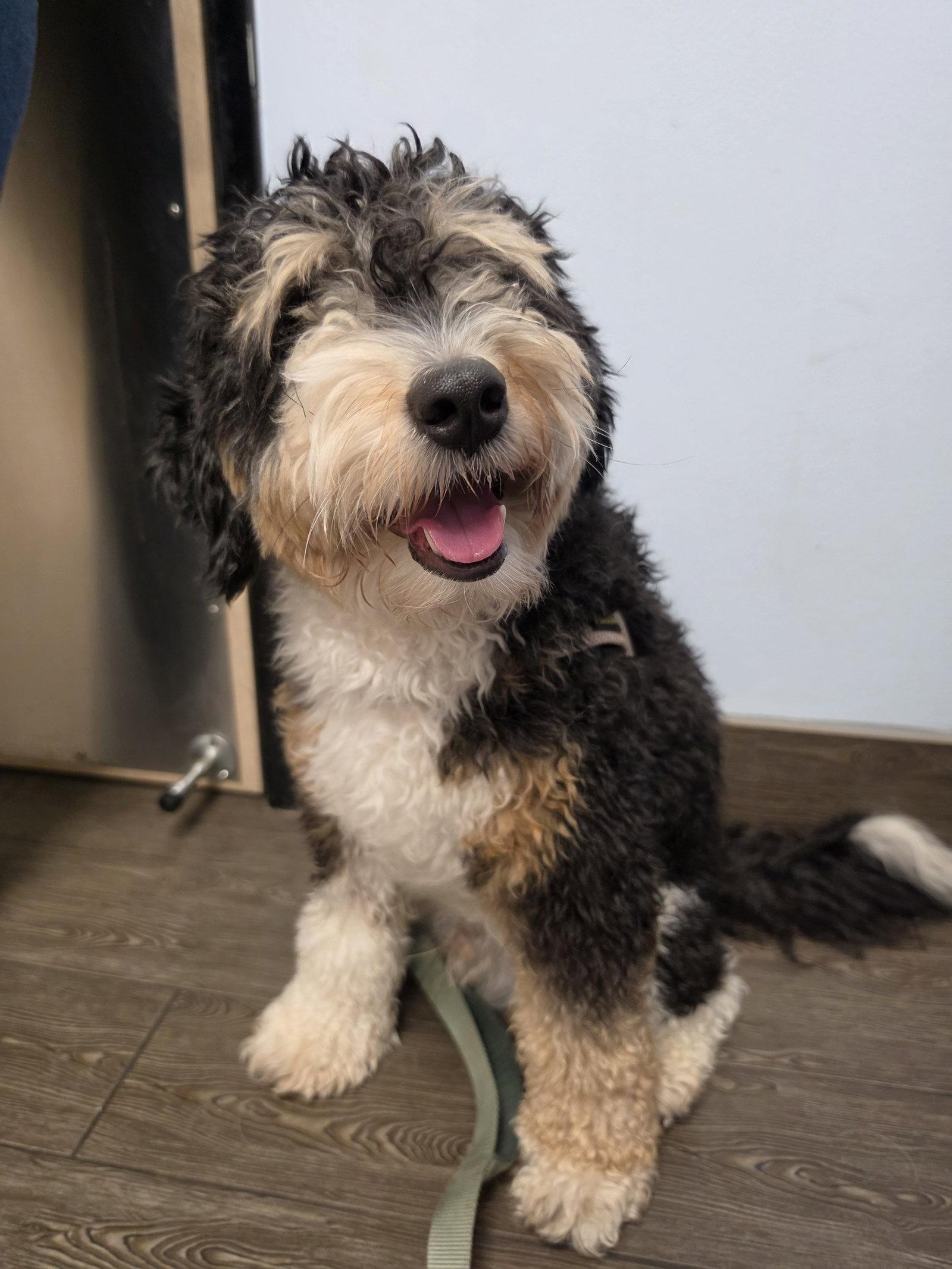 Enlarge Bear, a Adoptable mixed breed in Valrico, FL image 3/3