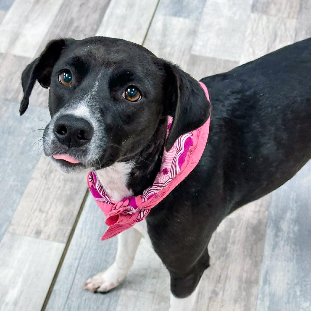 Enlarge Penelope, a Adoptable Labrador Retriever in Lufkin, TX image 1/4