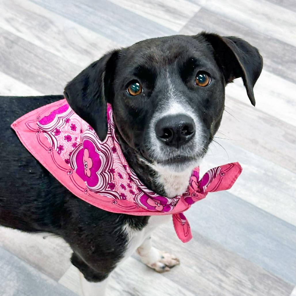 Enlarge Penelope, a Adoptable Labrador Retriever in Lufkin, TX image 2/4