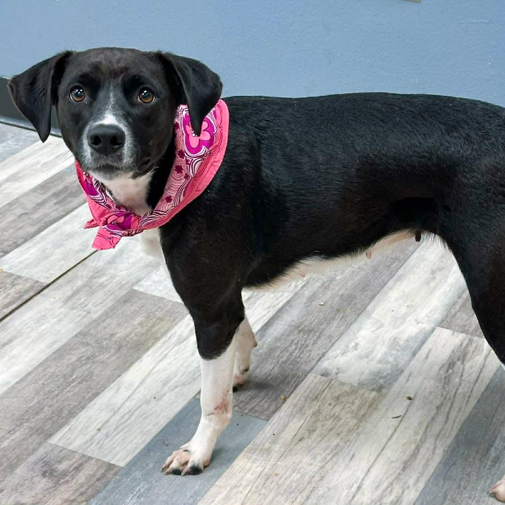 Enlarge Penelope, a Adoptable Labrador Retriever in Lufkin, TX image 3/4