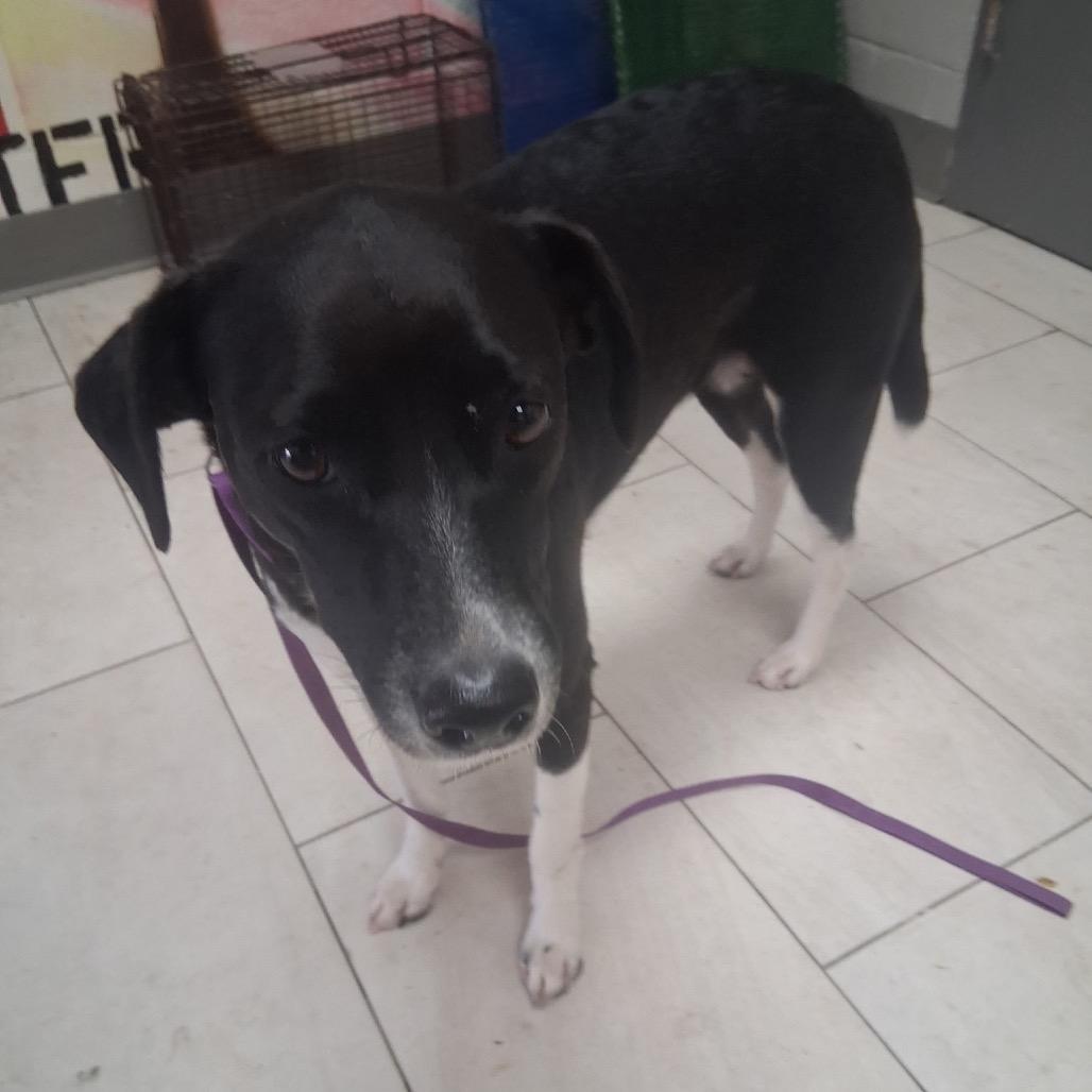 Enlarge Penelope, a Adoptable Labrador Retriever in Lufkin, TX image 4/4