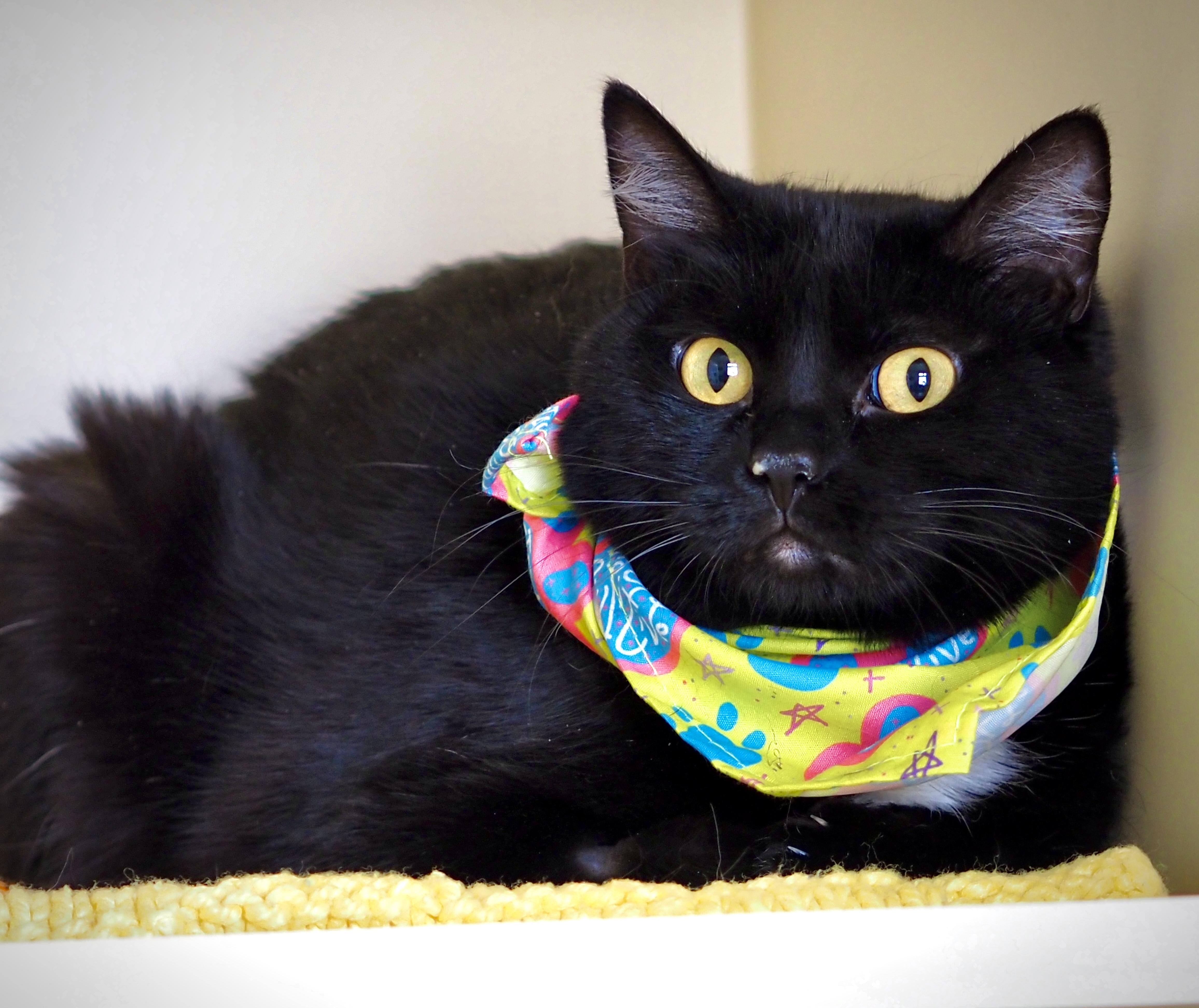 Enlarge Tabitha, a ADOPTABLE Domestic Short Hair in Buena Vista, CO image 4/4