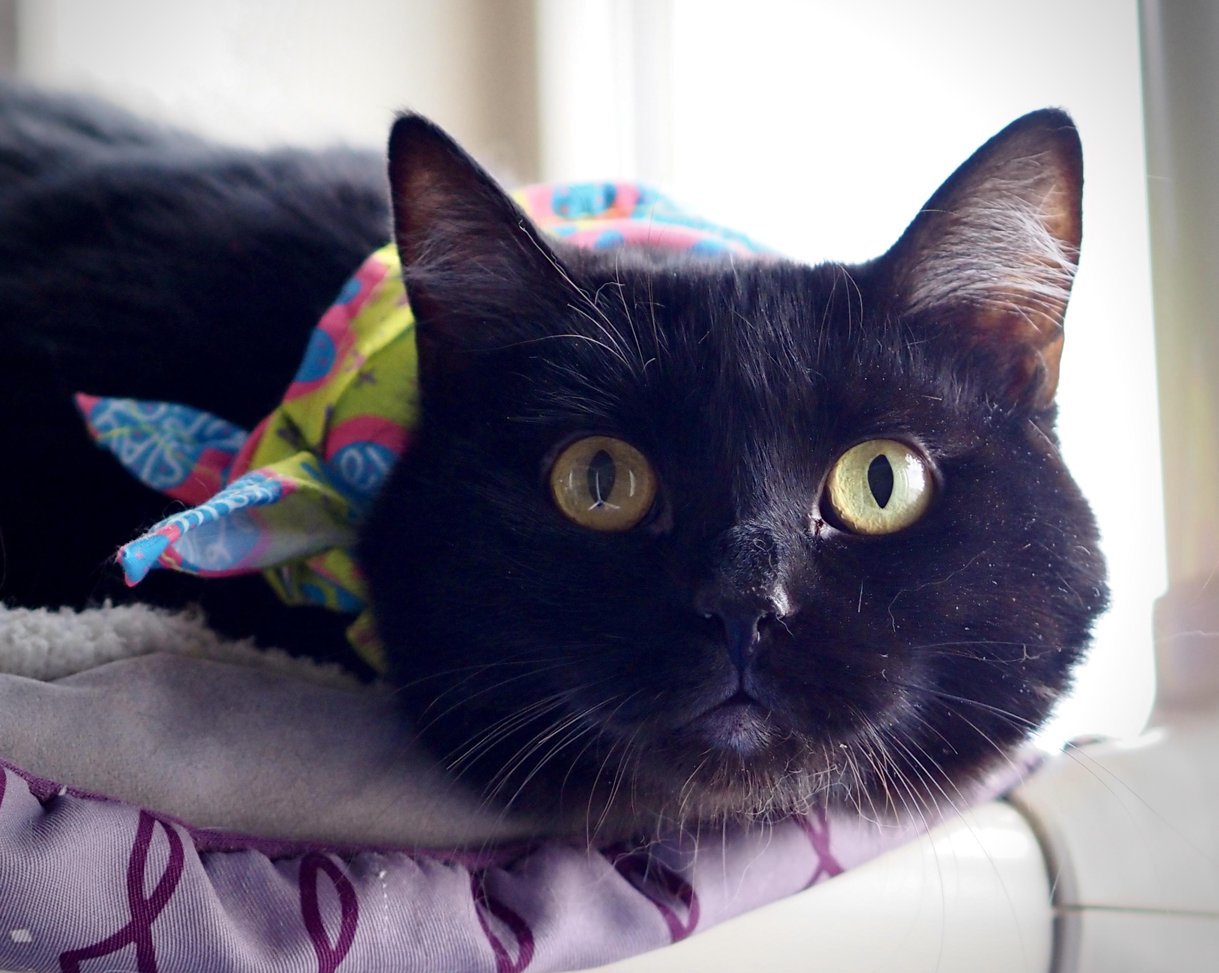 Tabitha, ADOPTABLE, Adult Female Domestic Short Hair.