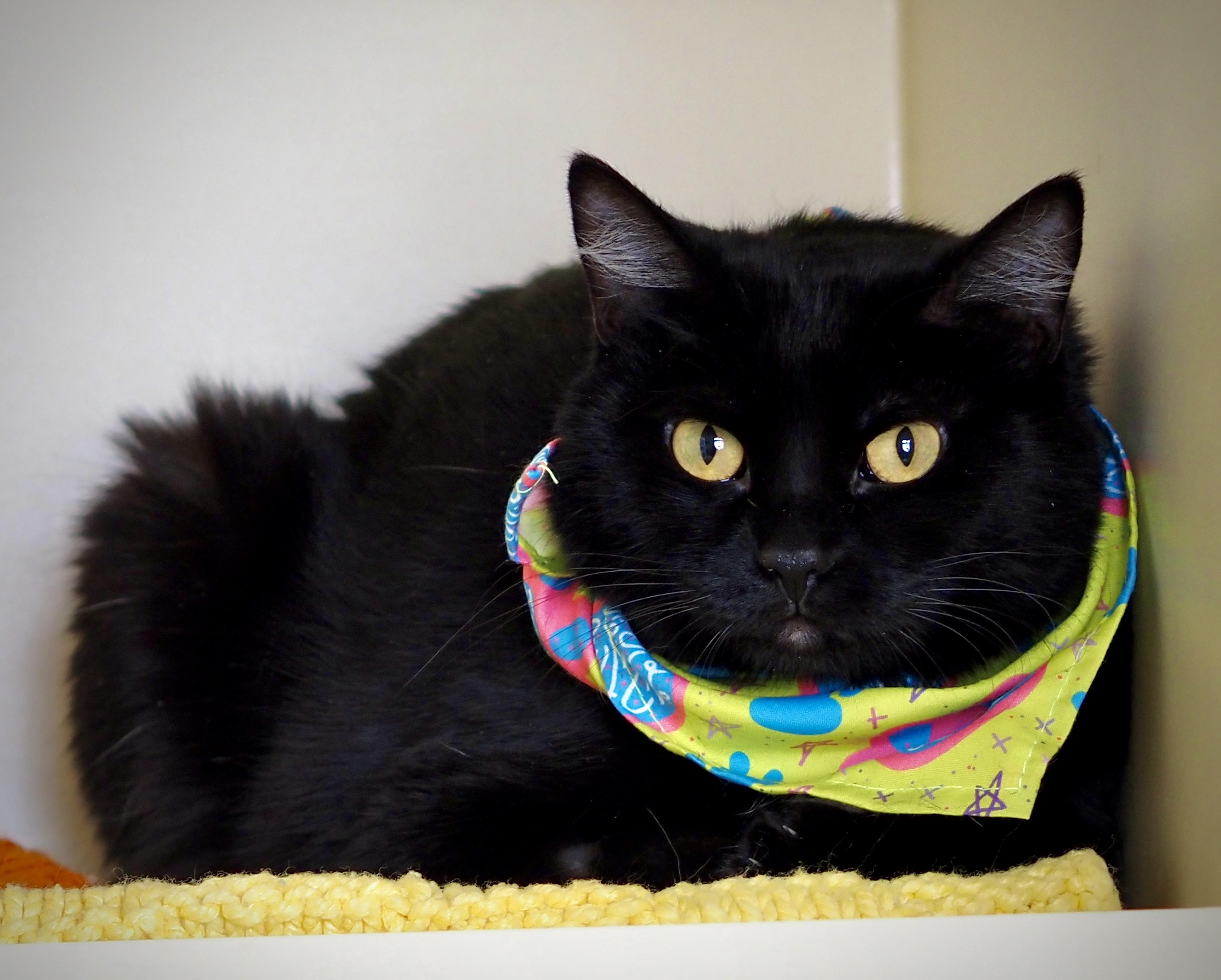 Enlarge Tabitha, a ADOPTABLE Domestic Short Hair in Buena Vista, CO image 2/4