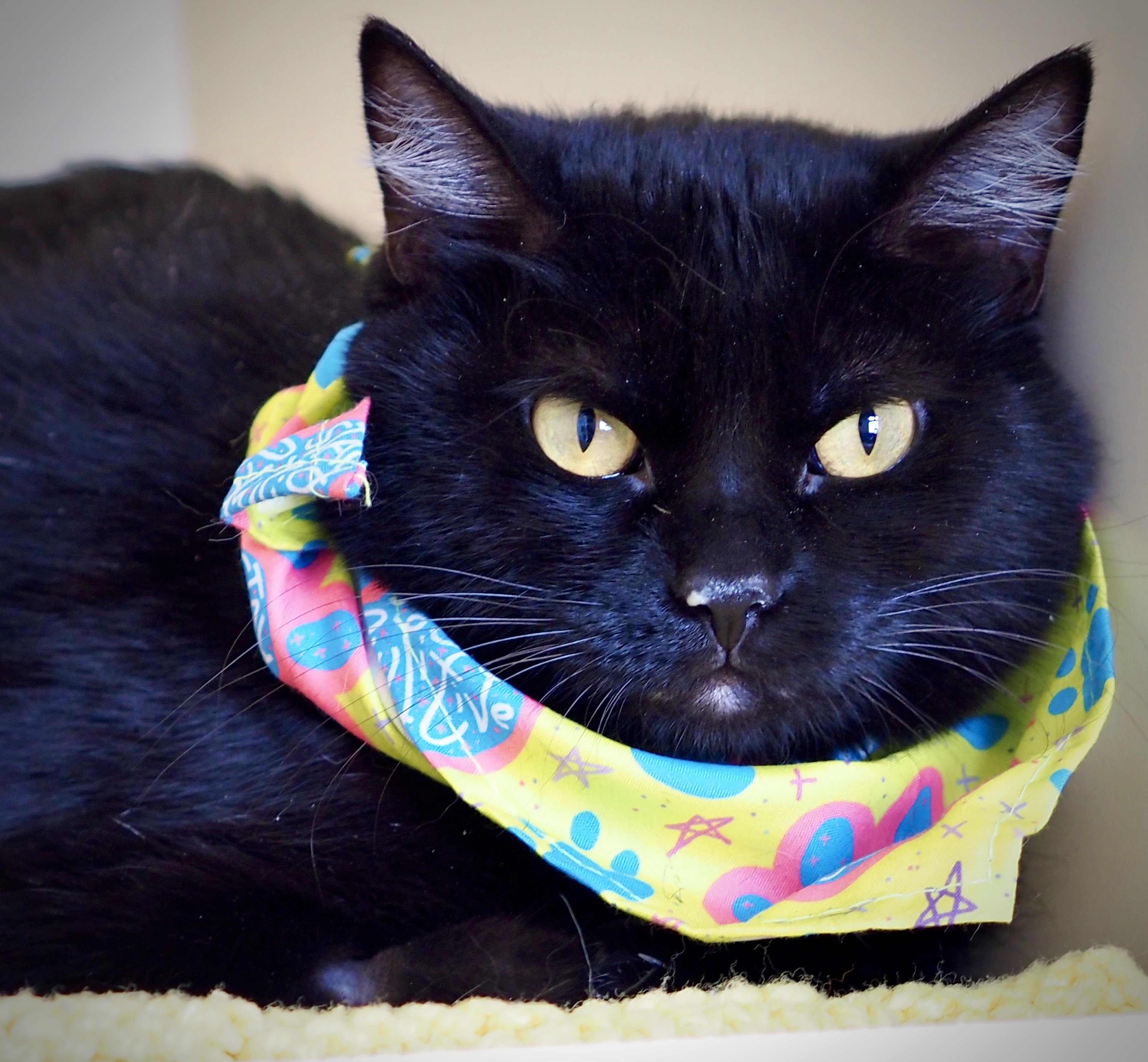 Enlarge Tabitha, a ADOPTABLE Domestic Short Hair in Buena Vista, CO image 3/4