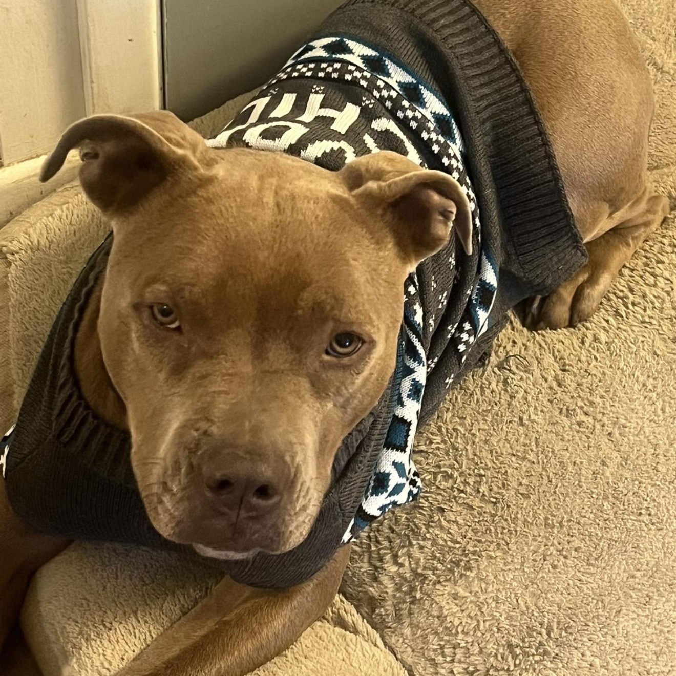 Enlarge Mochi , a Adoptable Pit Bull Terrier in Fredericksburg, VA image 3/5