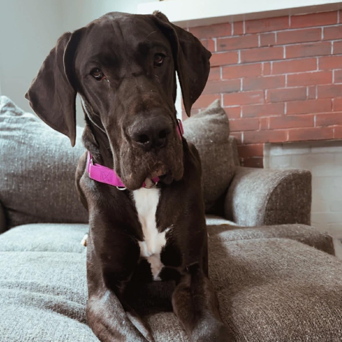 Annie, a ADOPTABLE Great Dane in Buffalo, NY image 1/4