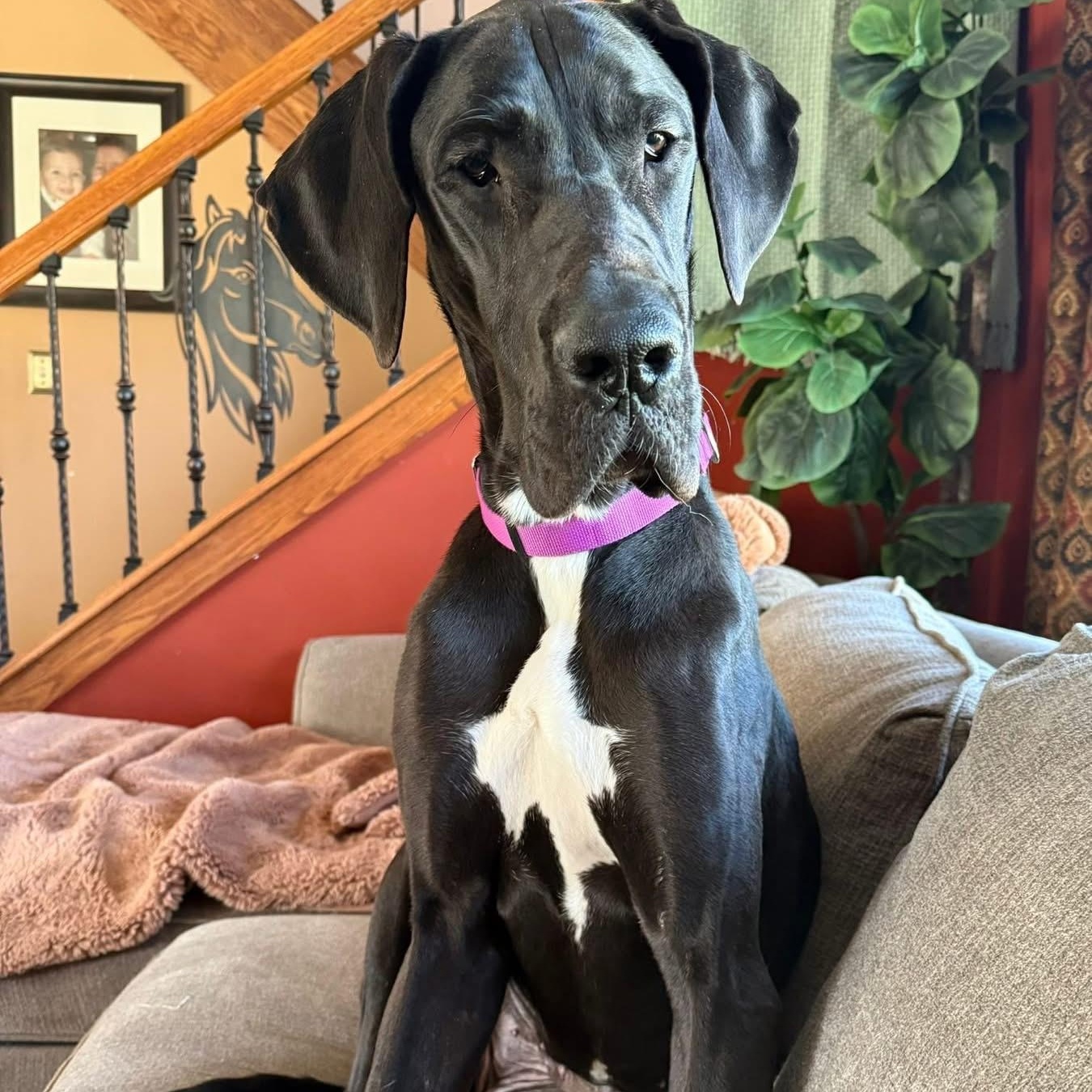 Annie, a ADOPTABLE Great Dane in Buffalo, NY image 1/6