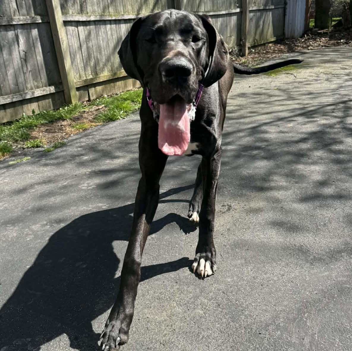 Annie, a ADOPTABLE Great Dane in Buffalo, NY image 4/4