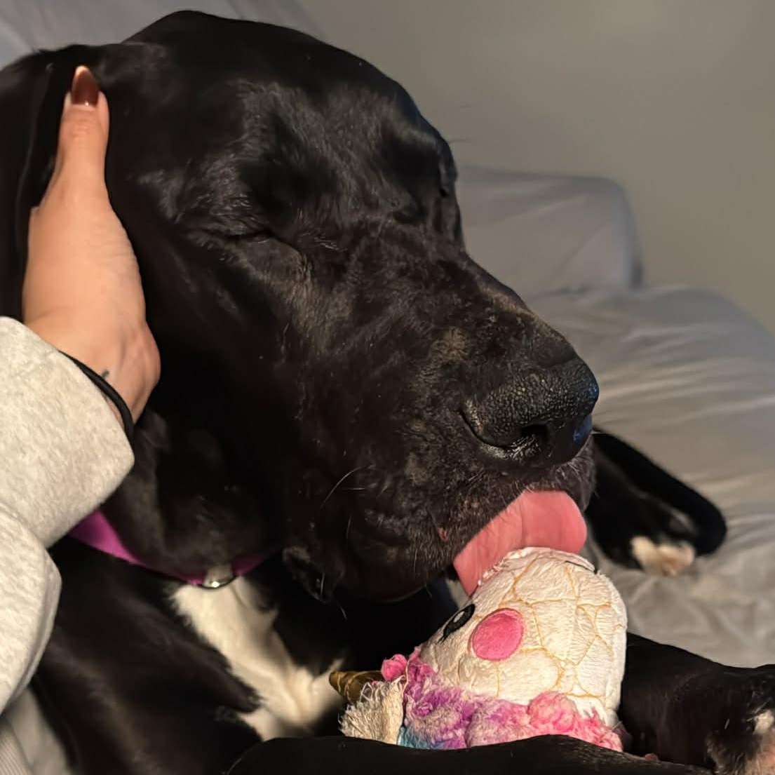 Annie, a ADOPTABLE Great Dane in Buffalo, NY image 3/4