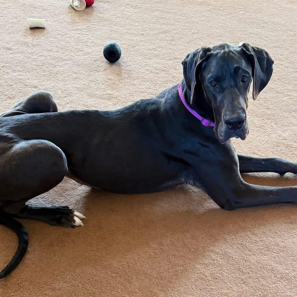 Annie, a ADOPTABLE Great Dane in Buffalo, NY image 6/6