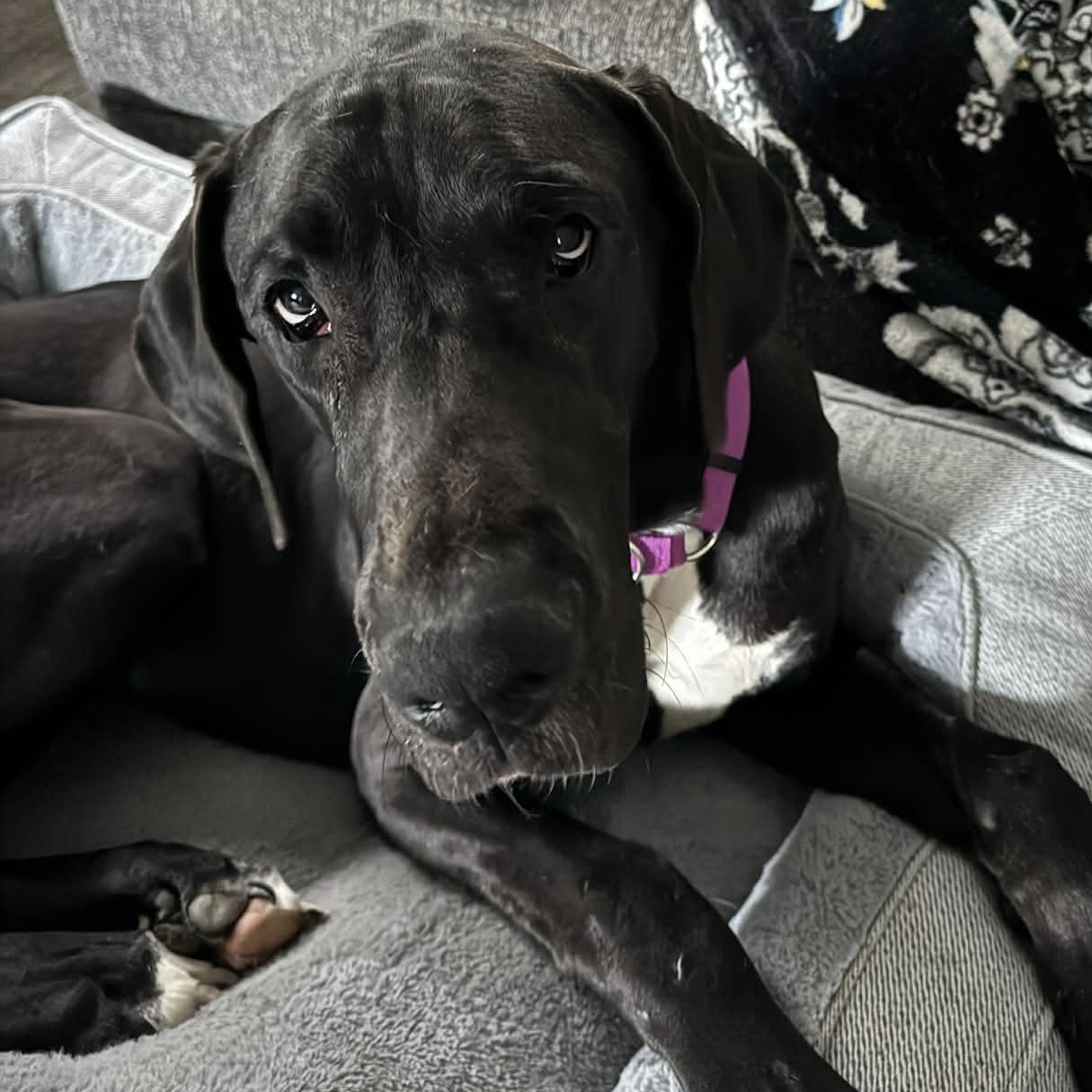 Annie, a ADOPTABLE Great Dane in Buffalo, NY image 2/4