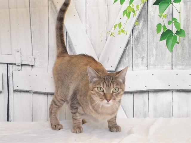 MONROE, Adoptable, Young Female Domestic Short Hair.