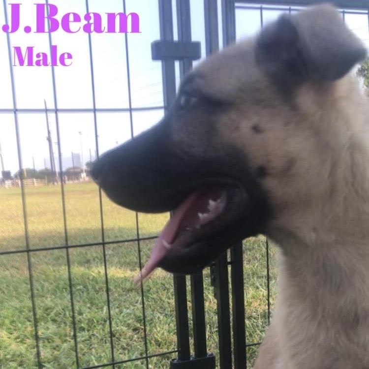 J. Beam photo 2
