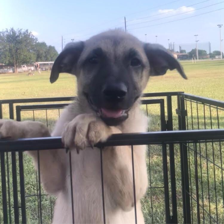 J. Beam, Young Male Jack Russell Terrier