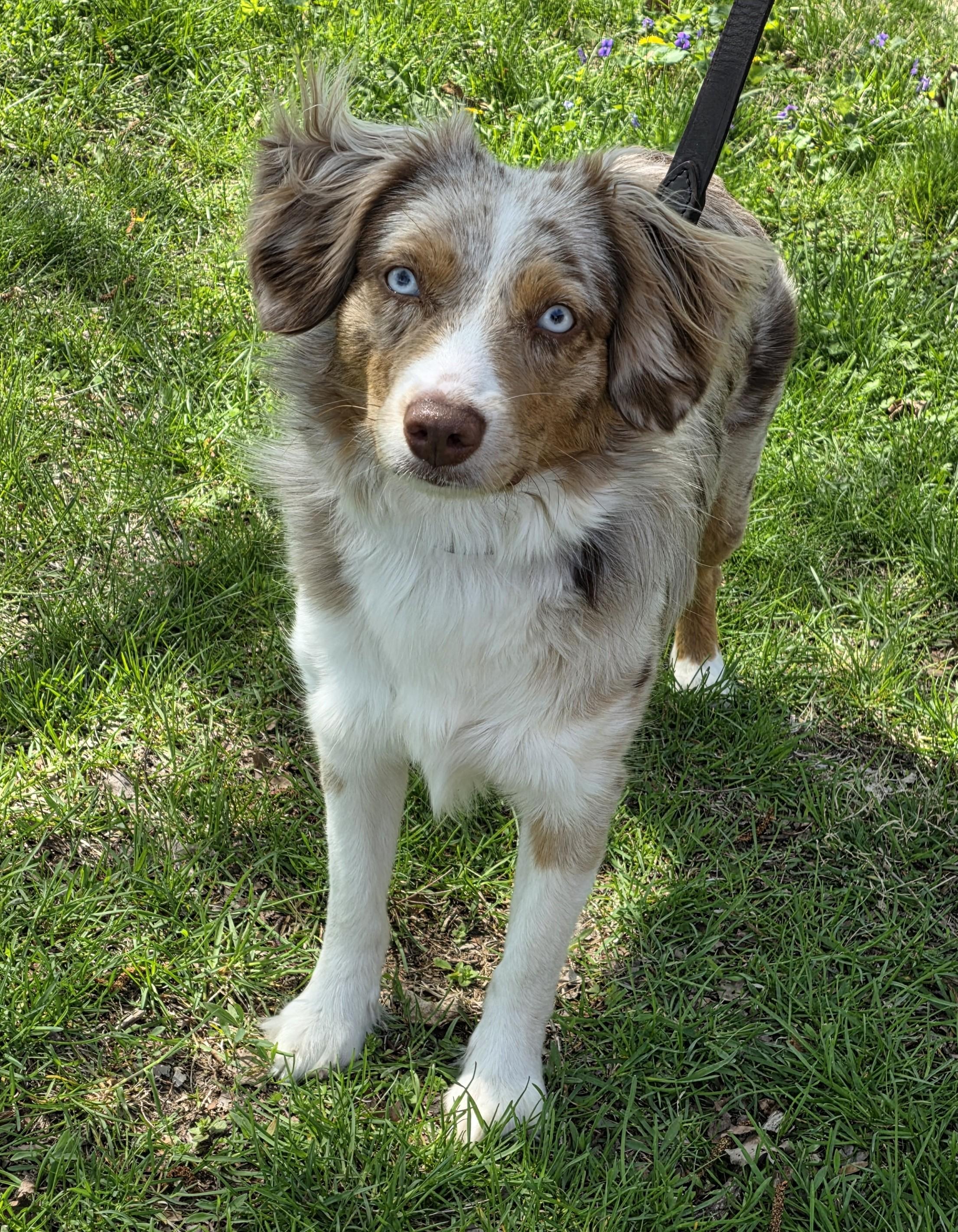 Enlarge Sasha, a ADOPTABLE mixed breed in Lisbon, IA image 4/6