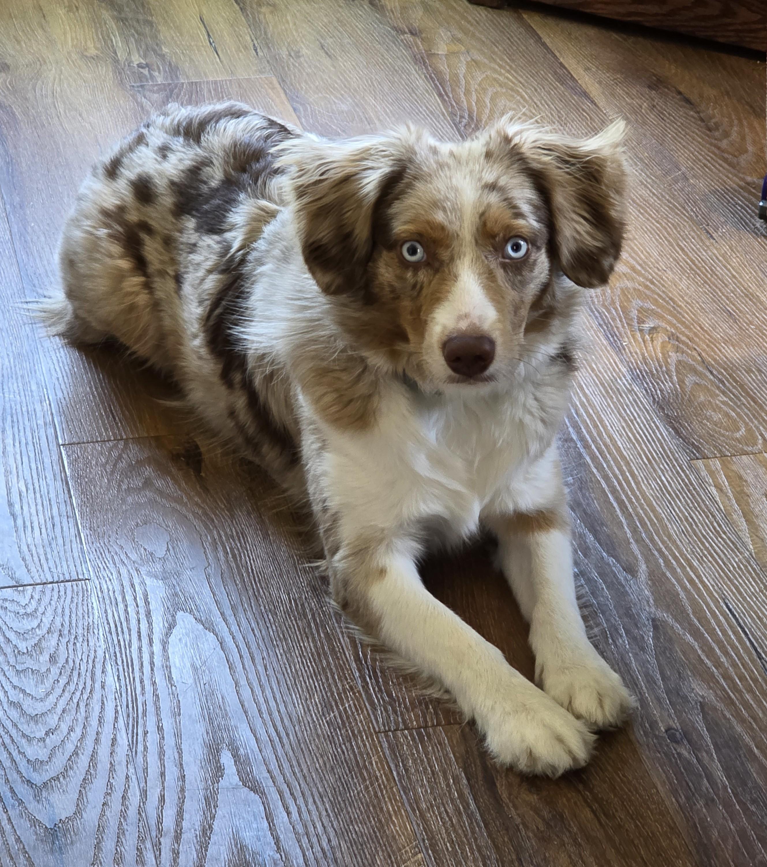 Enlarge Sasha, a ADOPTABLE mixed breed in Lisbon, IA image 3/6