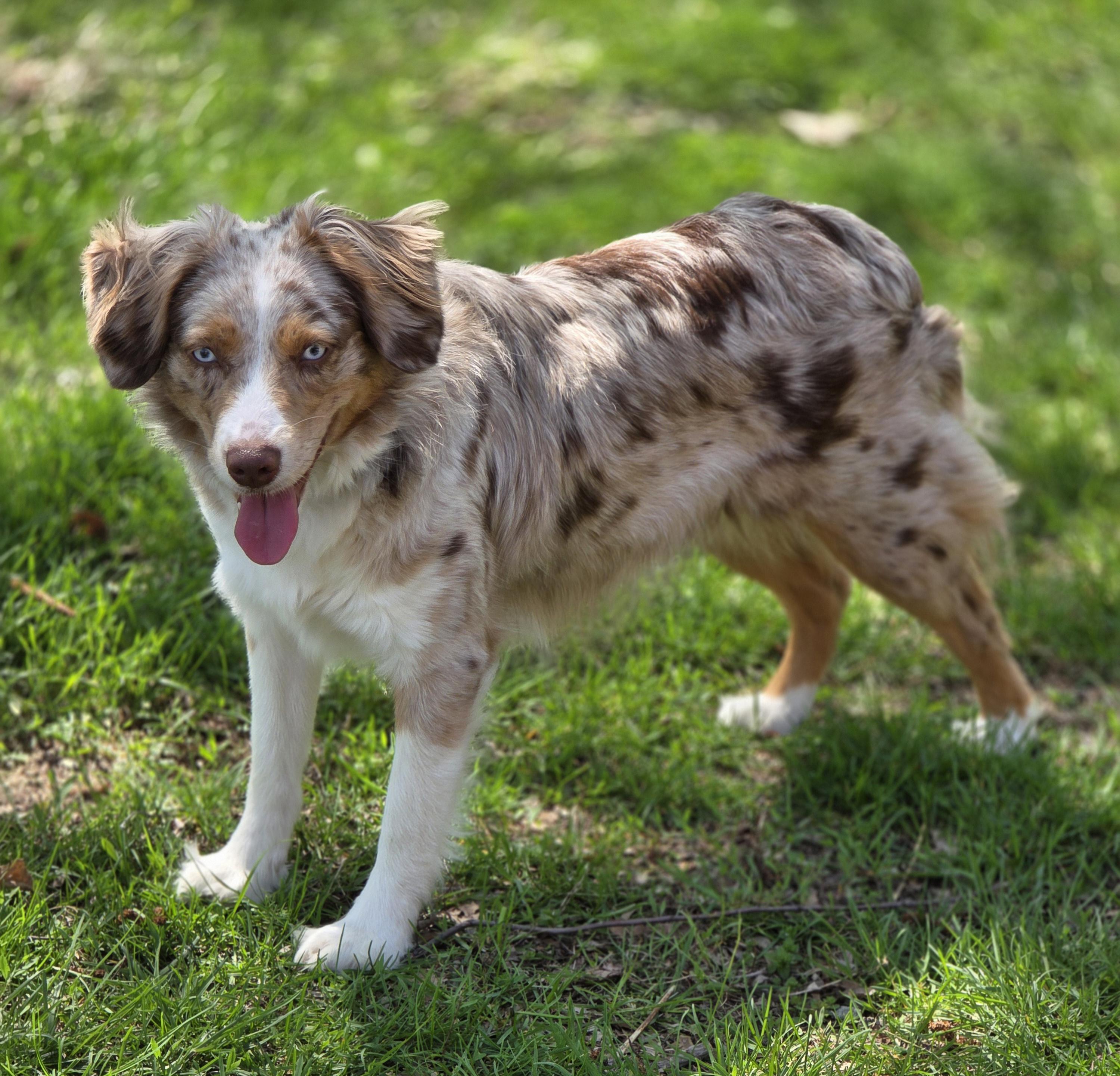 Enlarge Sasha, a ADOPTABLE mixed breed in Lisbon, IA image 2/6