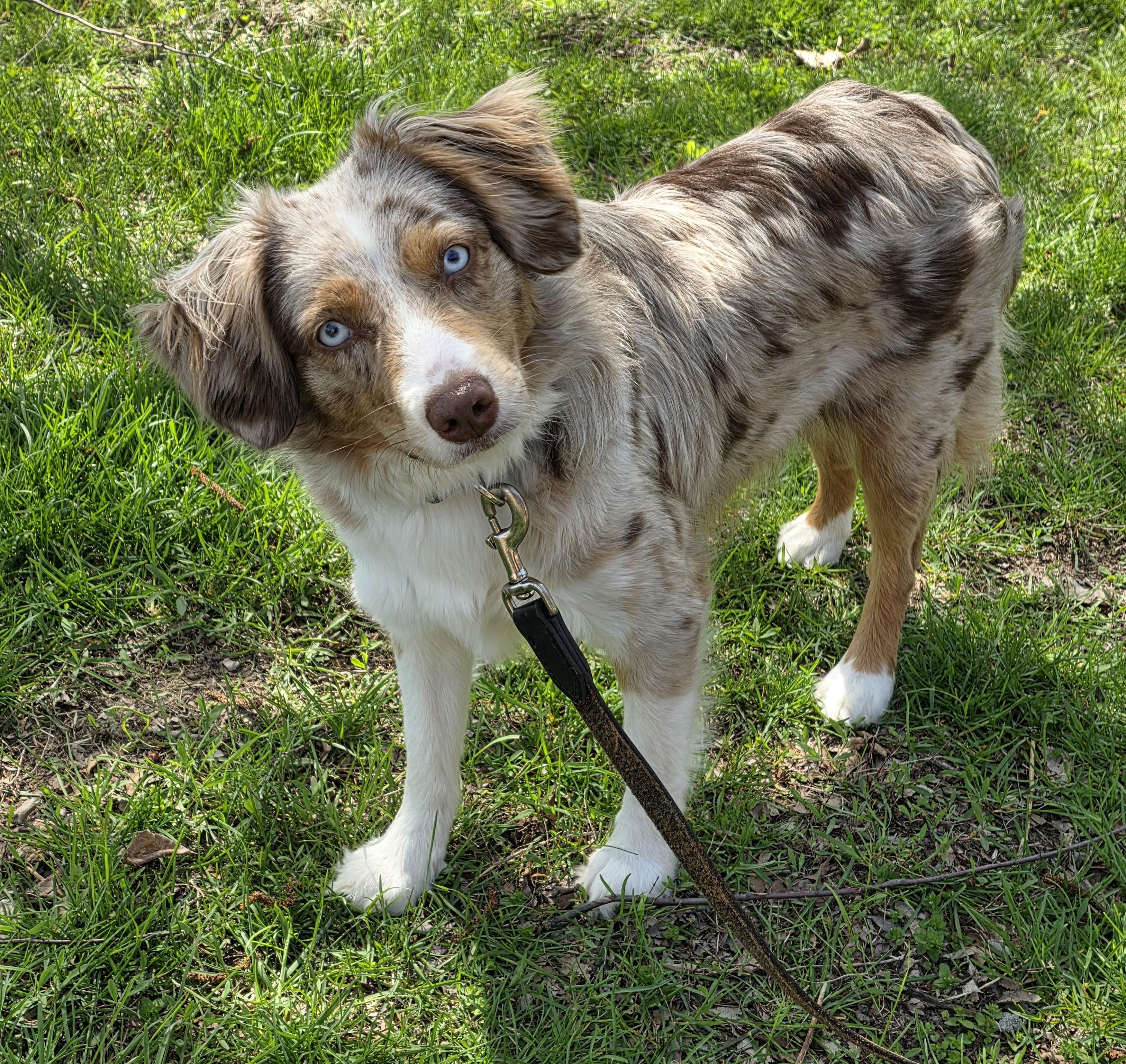 Enlarge Sasha, a ADOPTABLE mixed breed in Lisbon, IA image 5/6