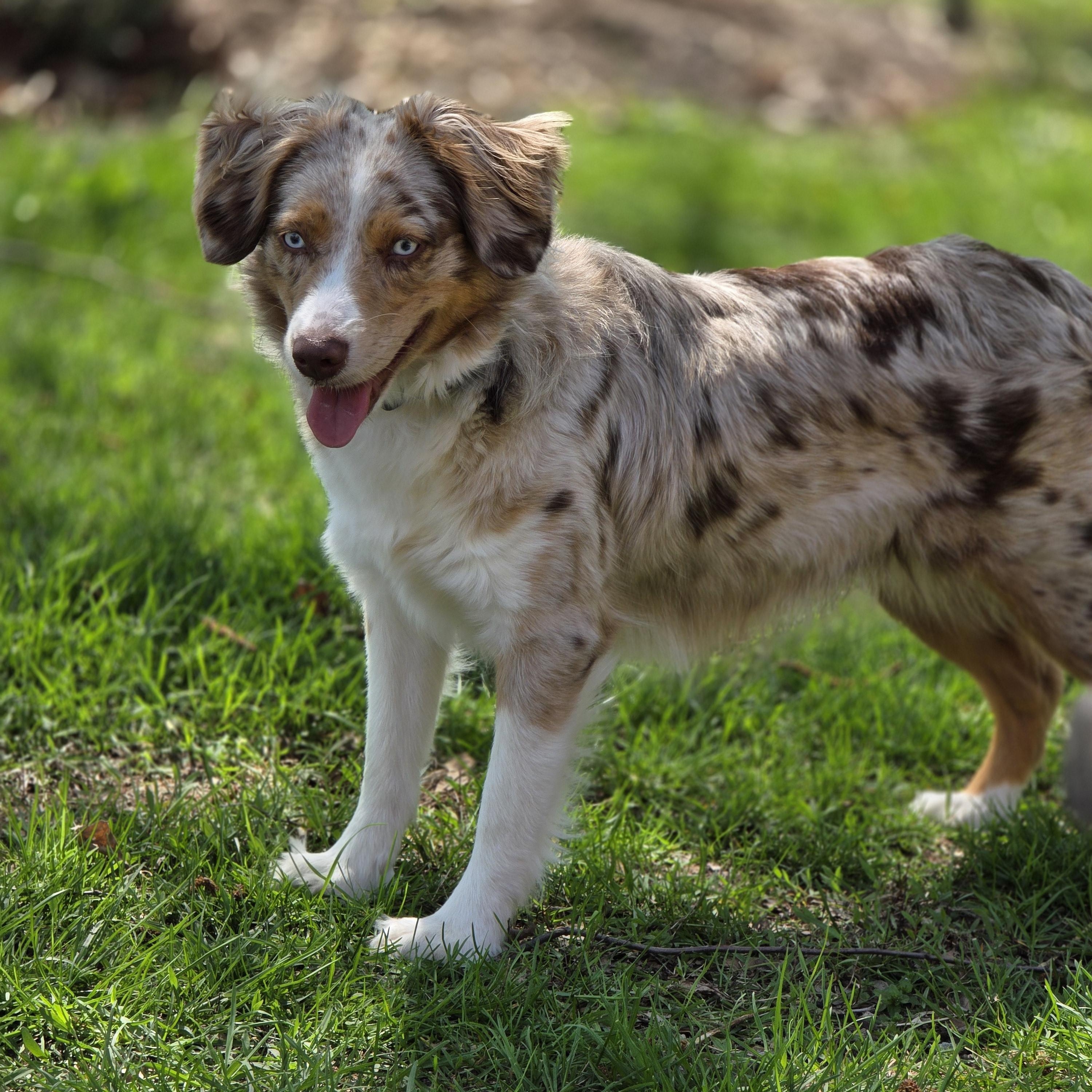 Enlarge Sasha, a ADOPTABLE mixed breed in Lisbon, IA image 6/6