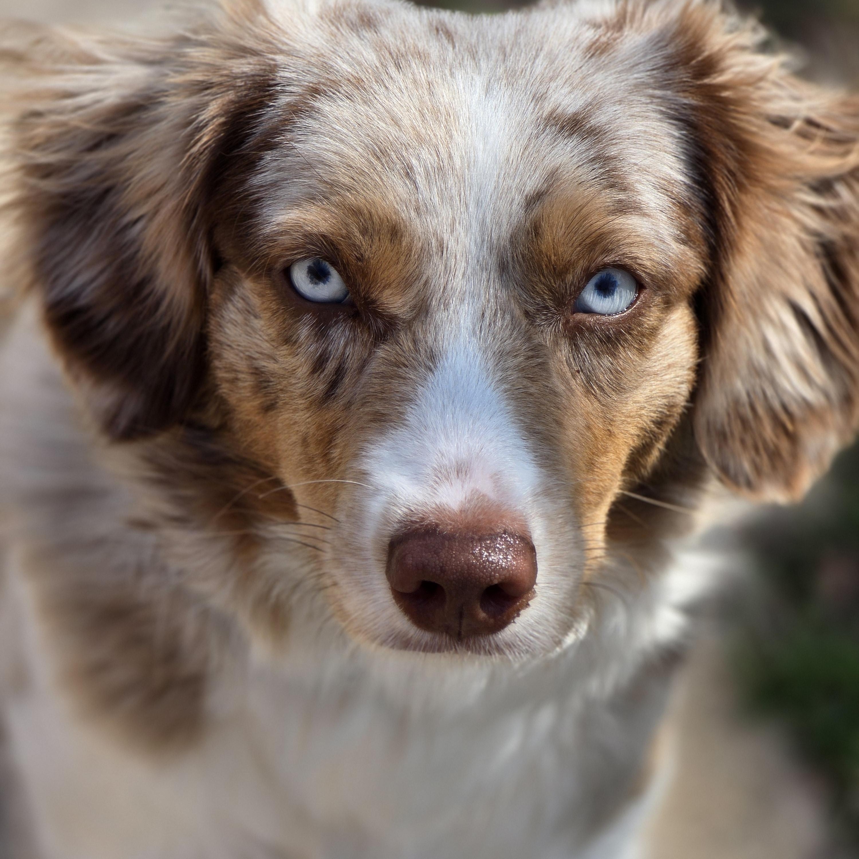 Sasha, ADOPTABLE, Young Female Australian Shepherd.